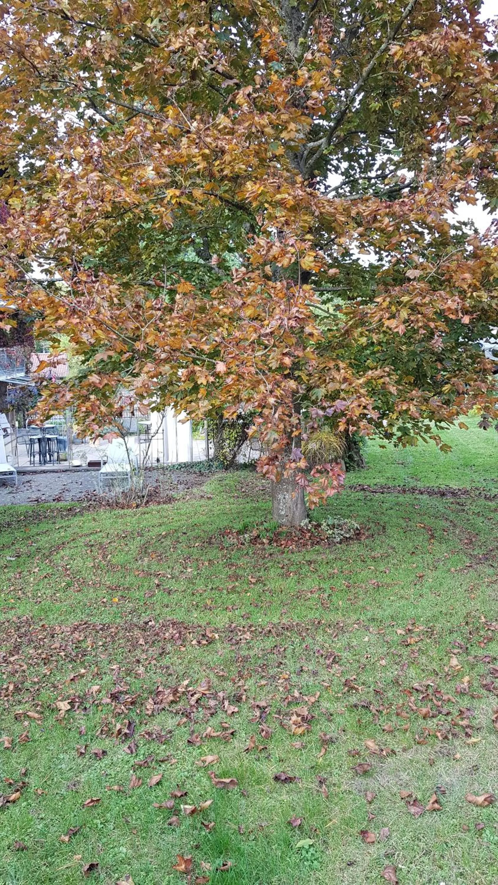 Garden view in Hotel KAMPS