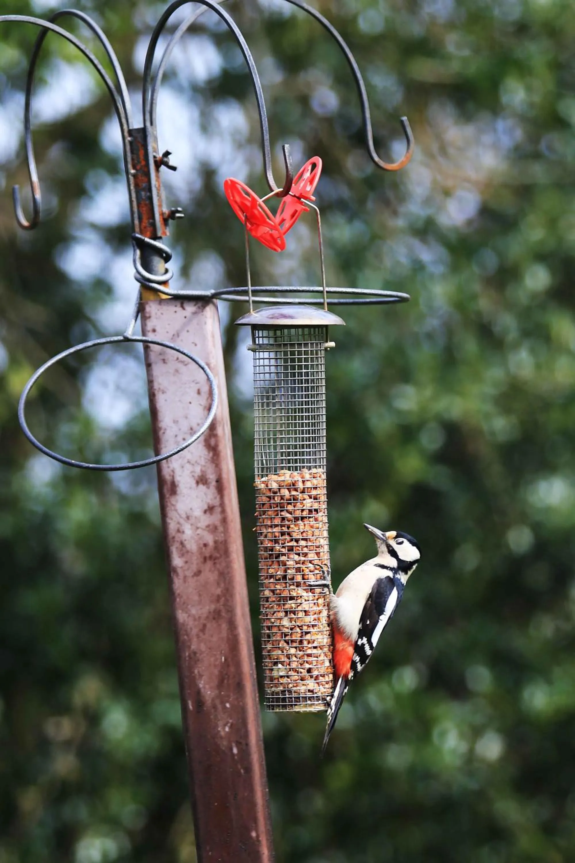 Garden view in Jonti Bed And Breakfast