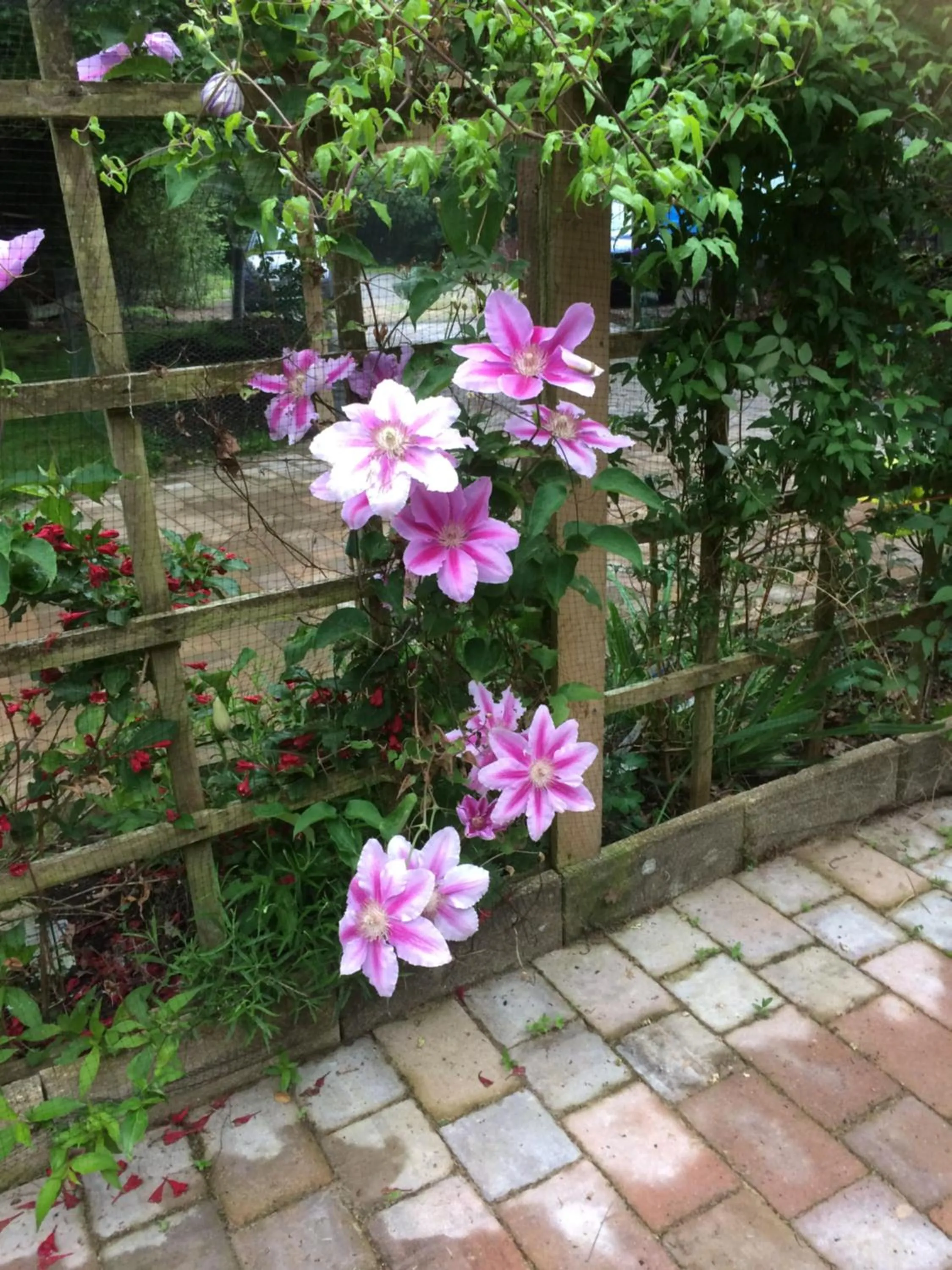 Garden view in Jonti Bed And Breakfast