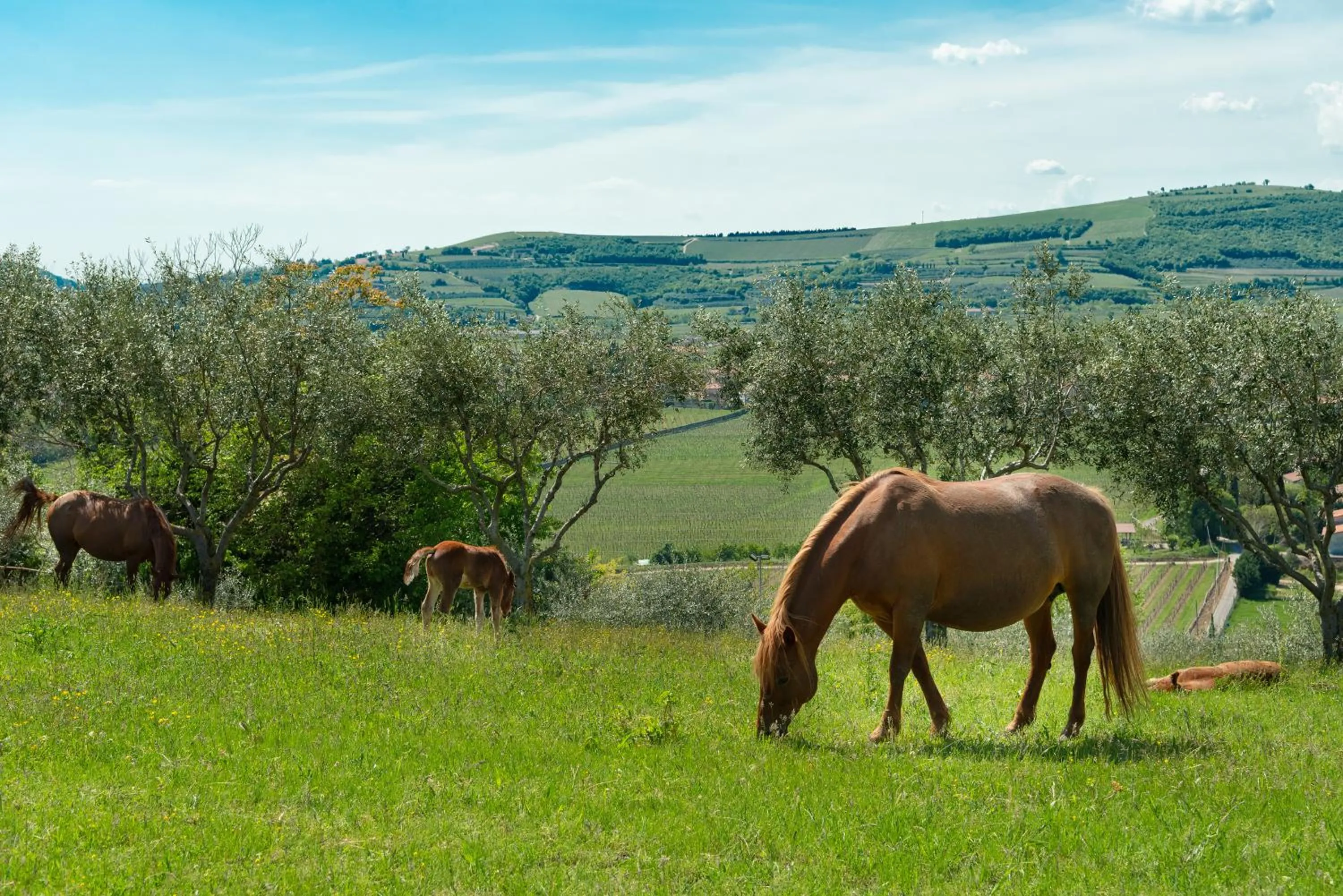 Horse-riding in Sporting Hotel San Felice