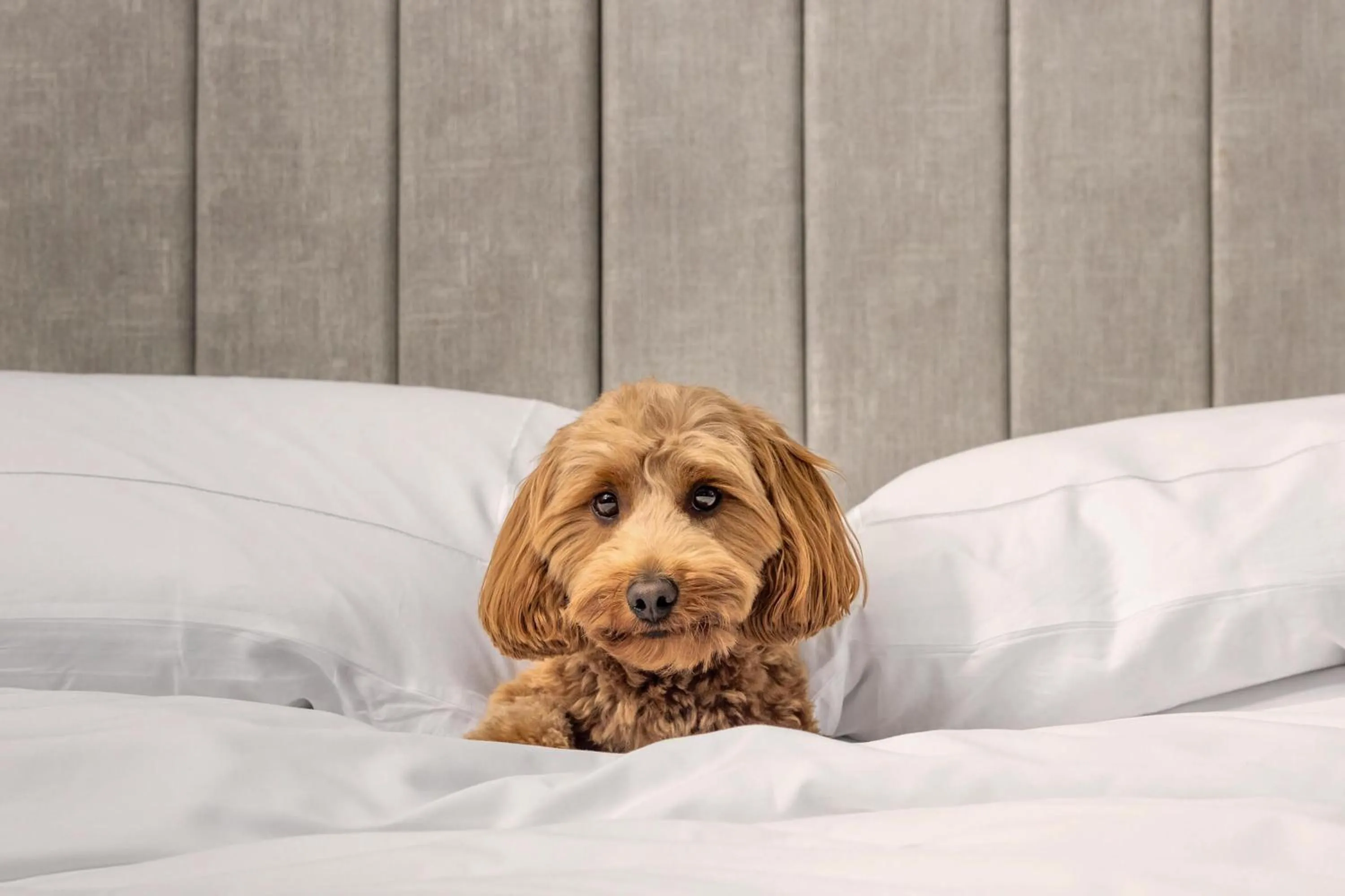 Bedroom, Bed in Hotel X Toronto, a Destination by Hyatt Hotel