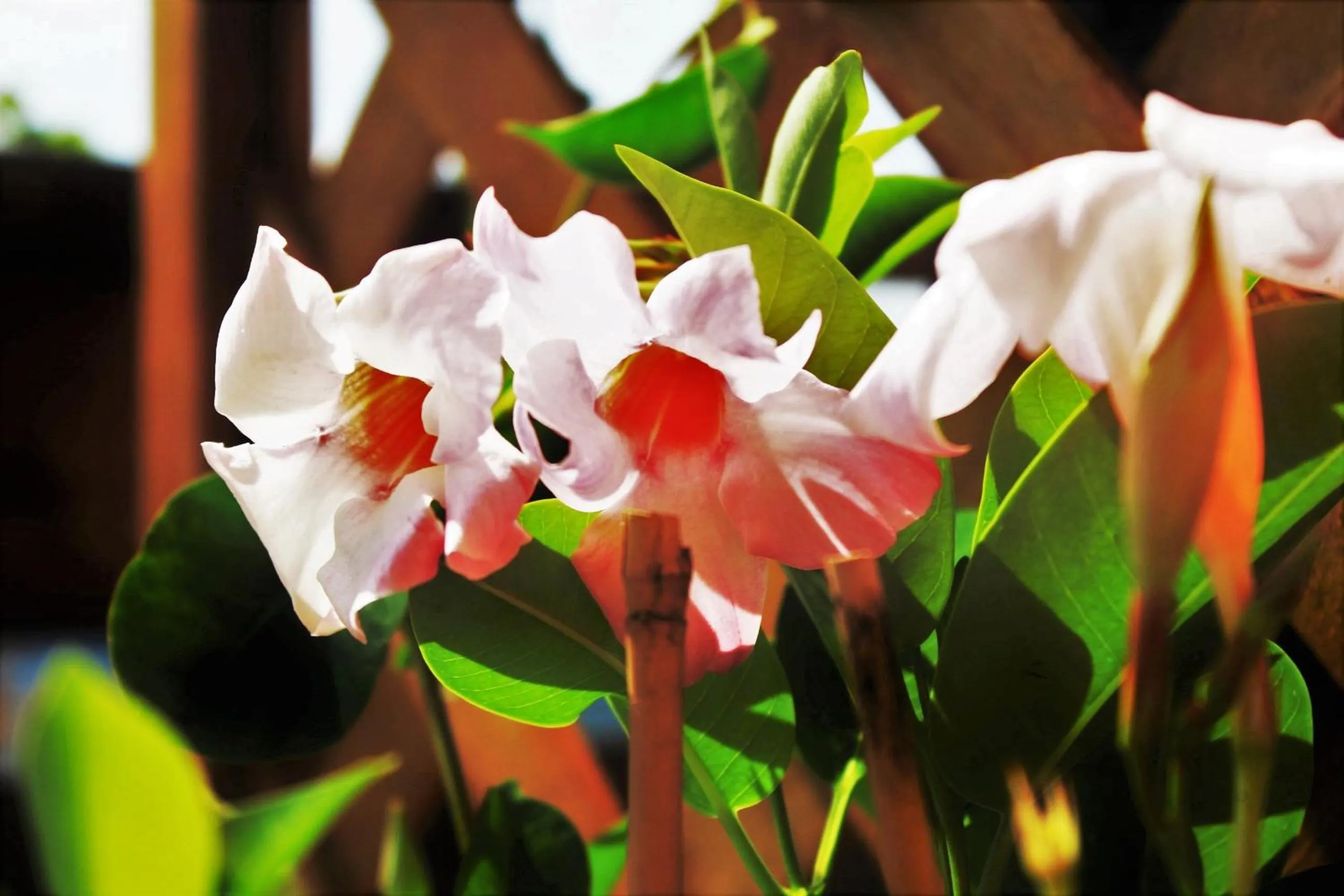 Decorative detail in mansarda fiorita