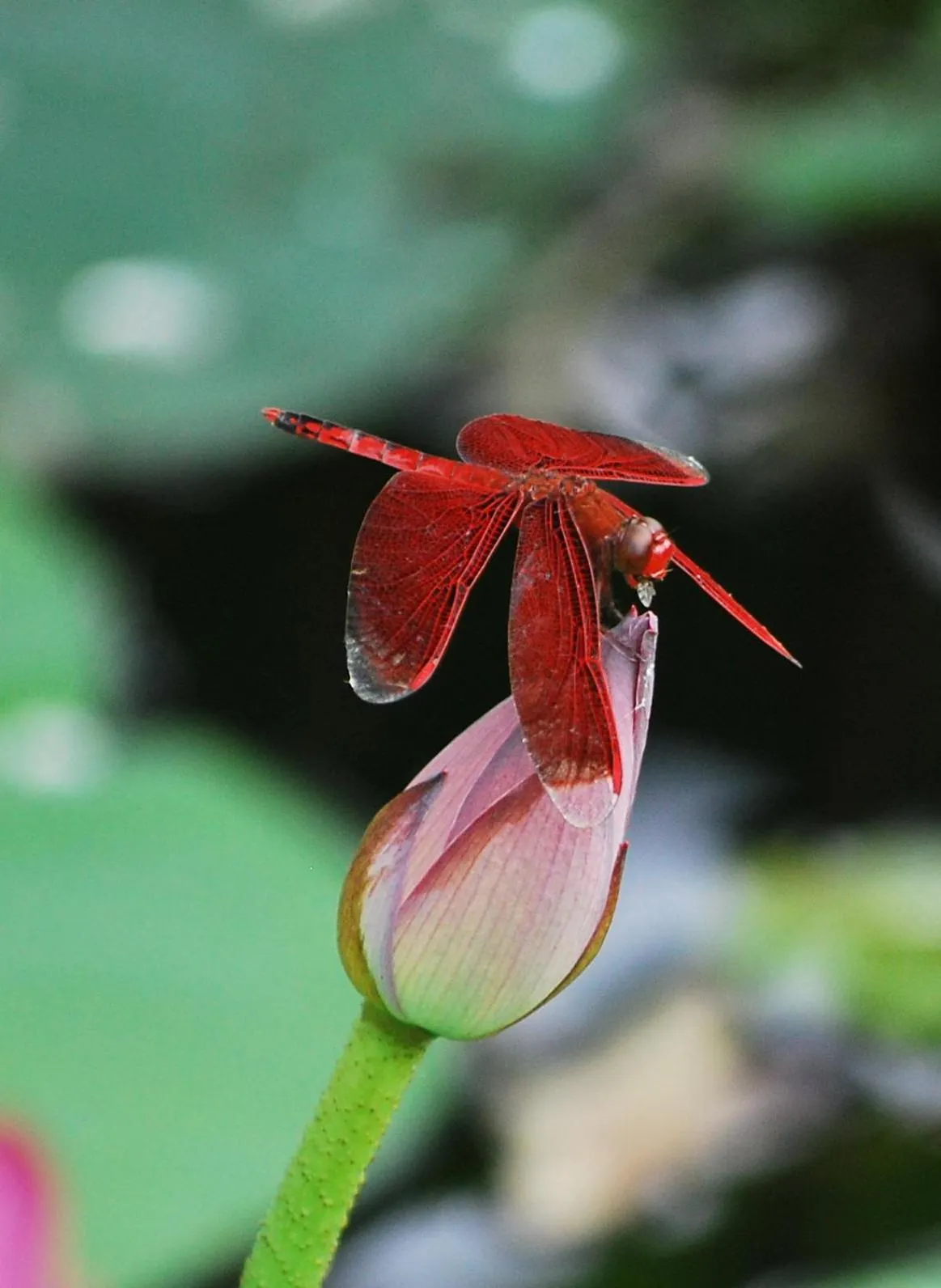Spring in Hai Yue Homestay