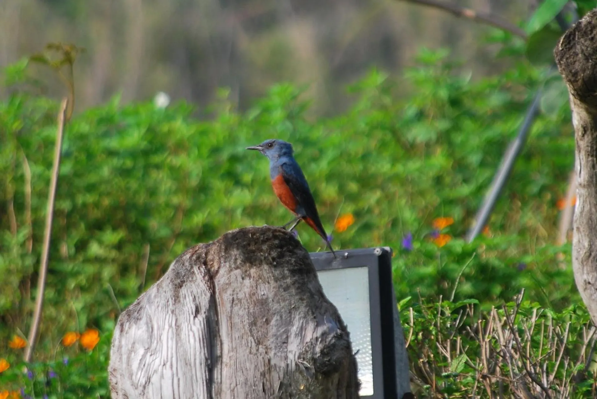 Spring in Hai Yue Homestay