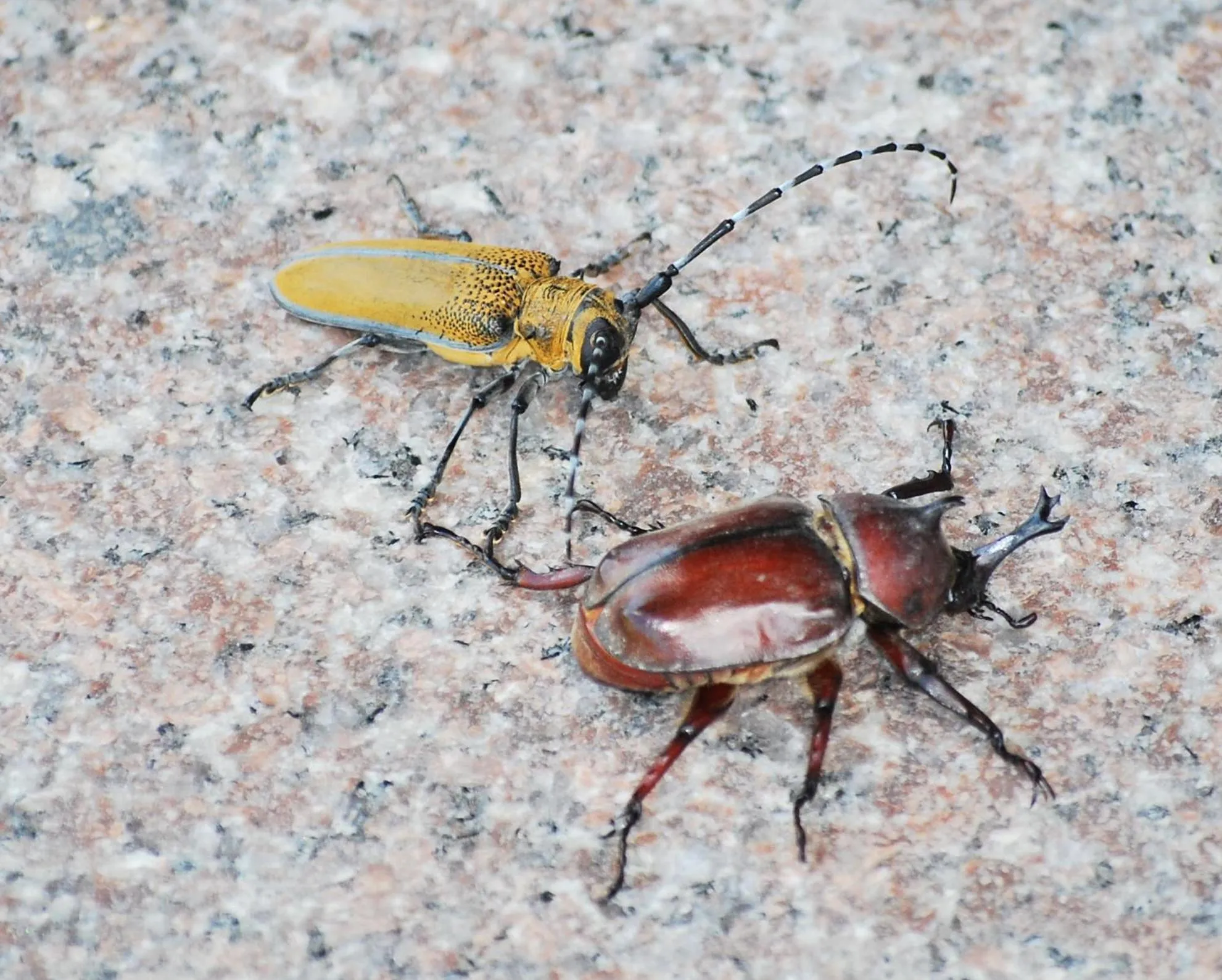 Animals in Hai Yue Homestay