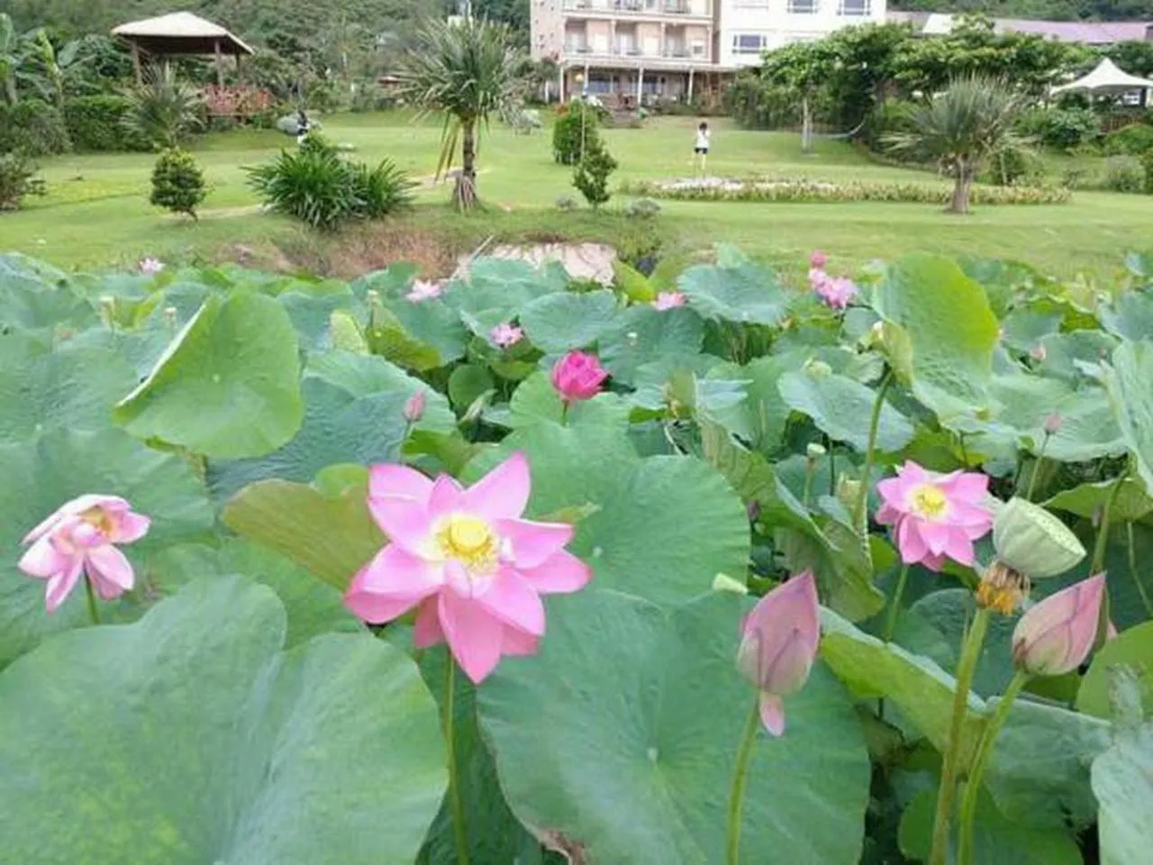 Garden in Hai Yue Homestay