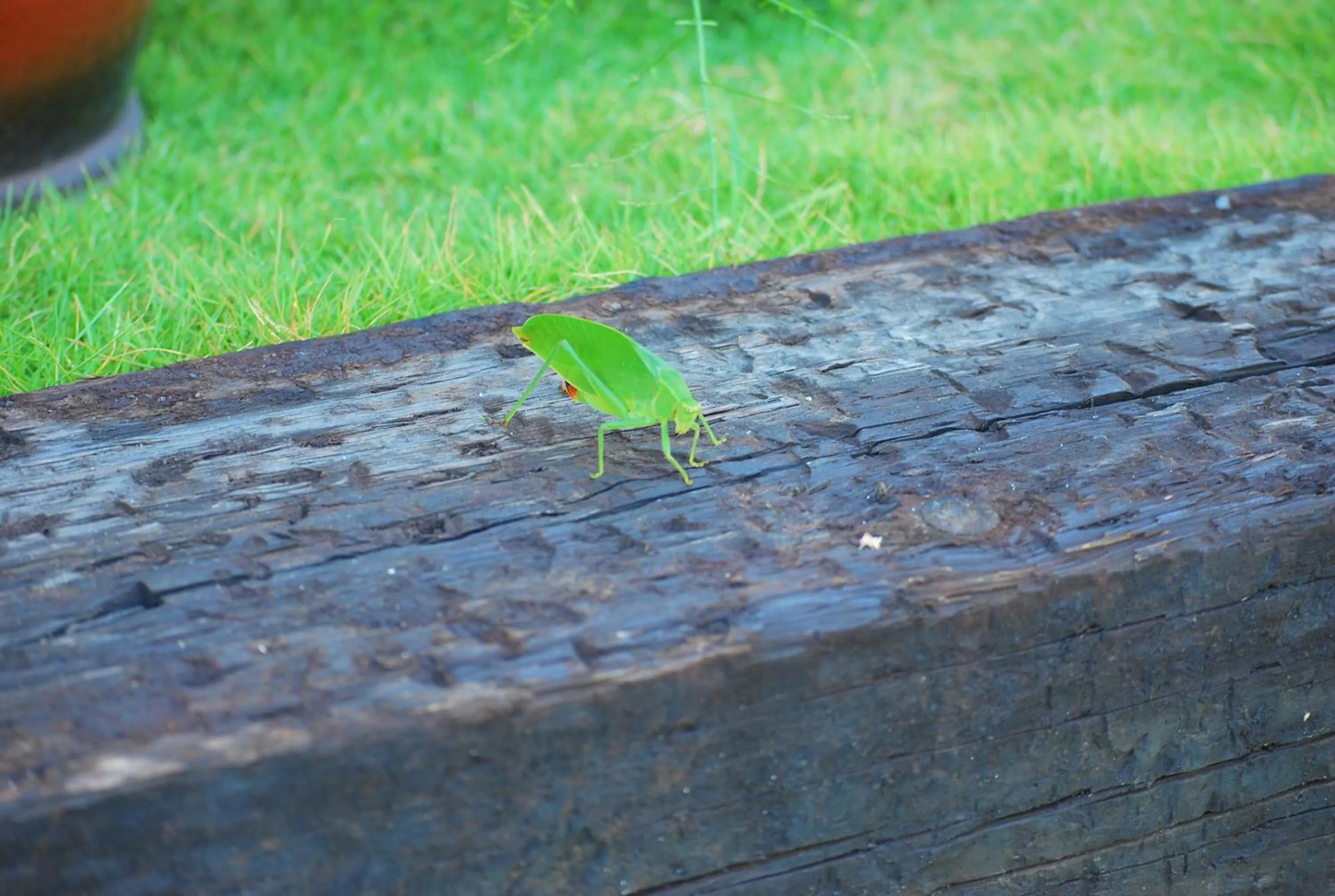 Spring in Hai Yue Homestay