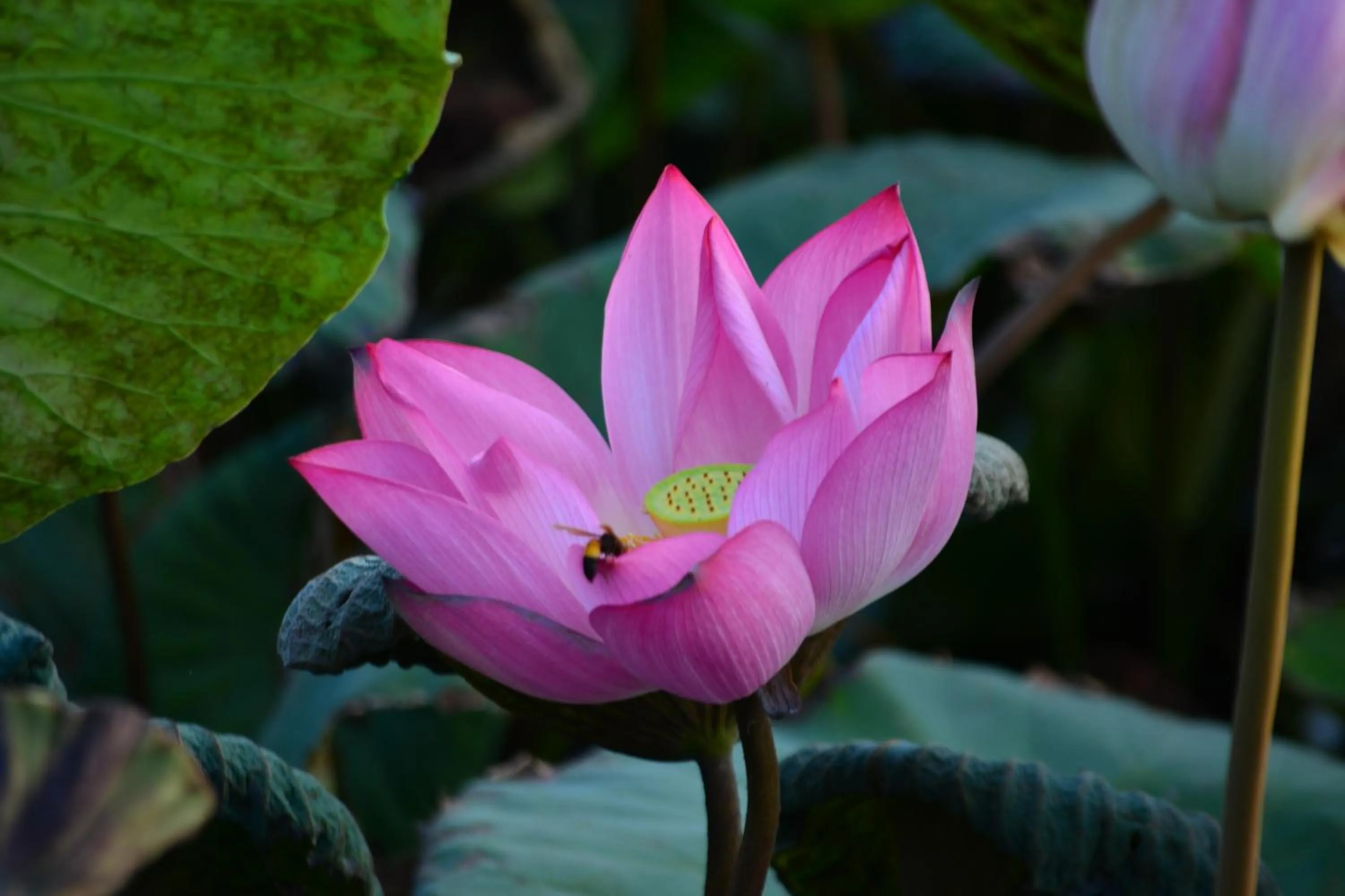 Garden in Hai Yue Homestay