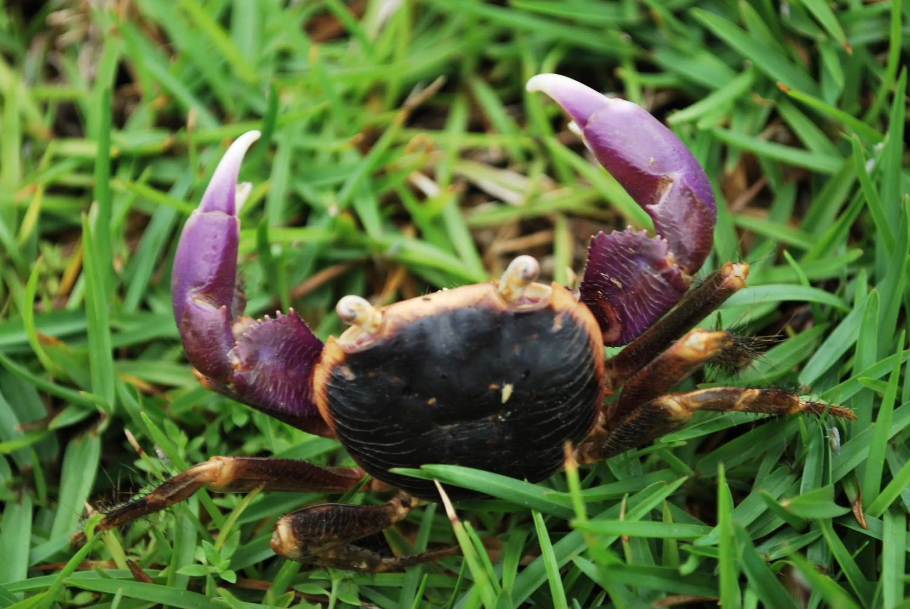 Garden view in Hai Yue Homestay