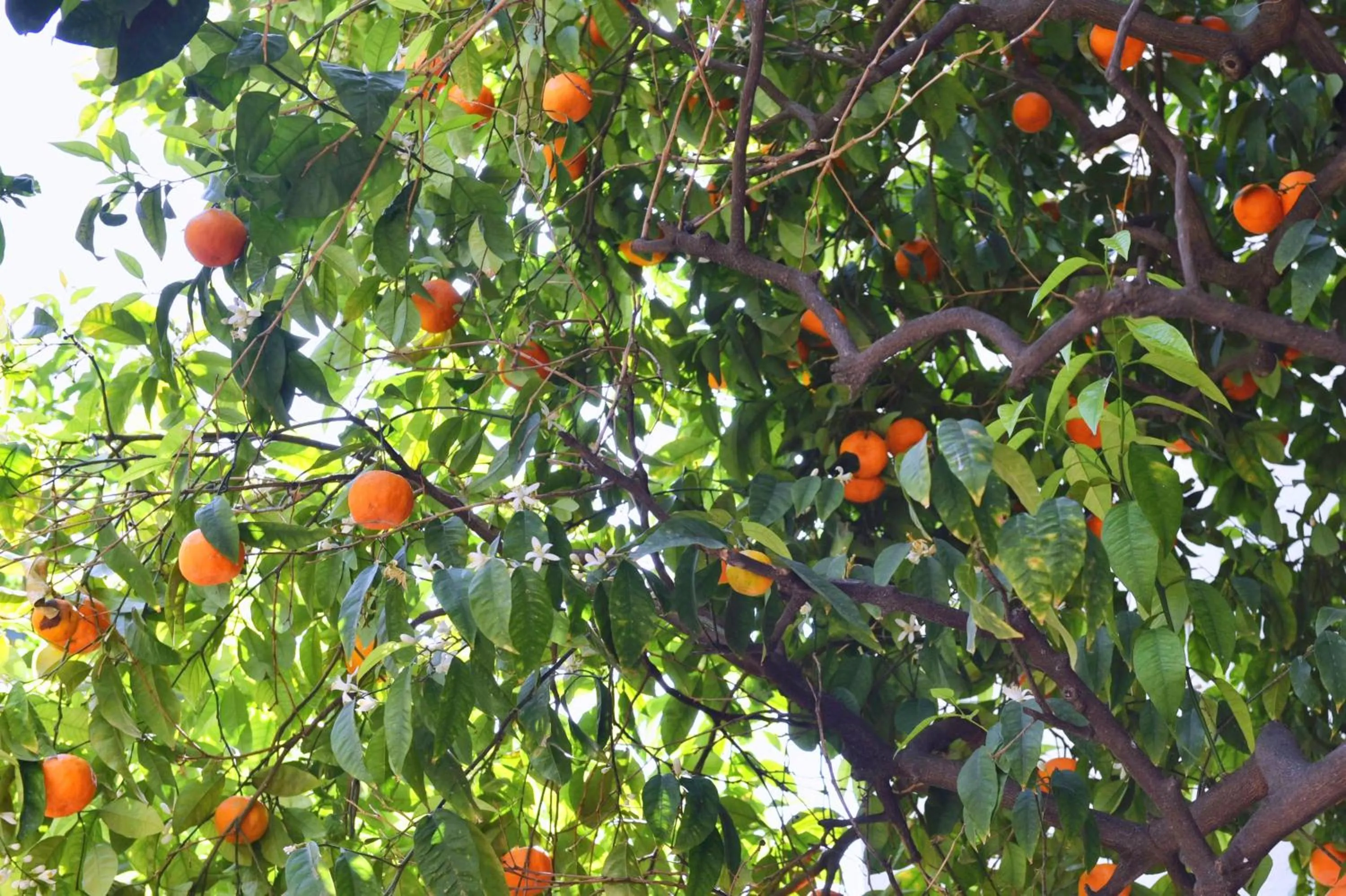 Natural landscape in Hotel La Villa Nice Promenade