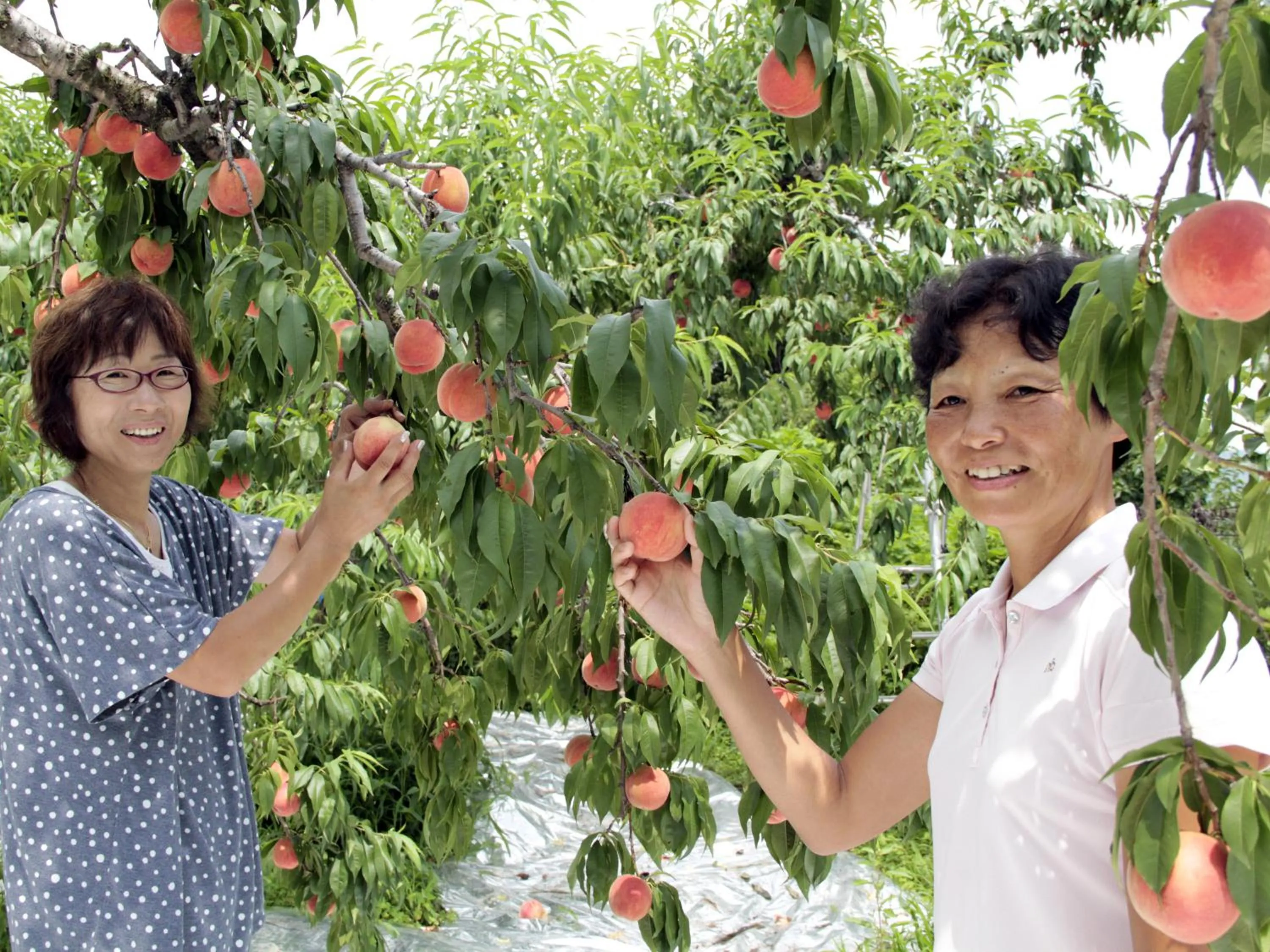 Day in Hotel Green Mark