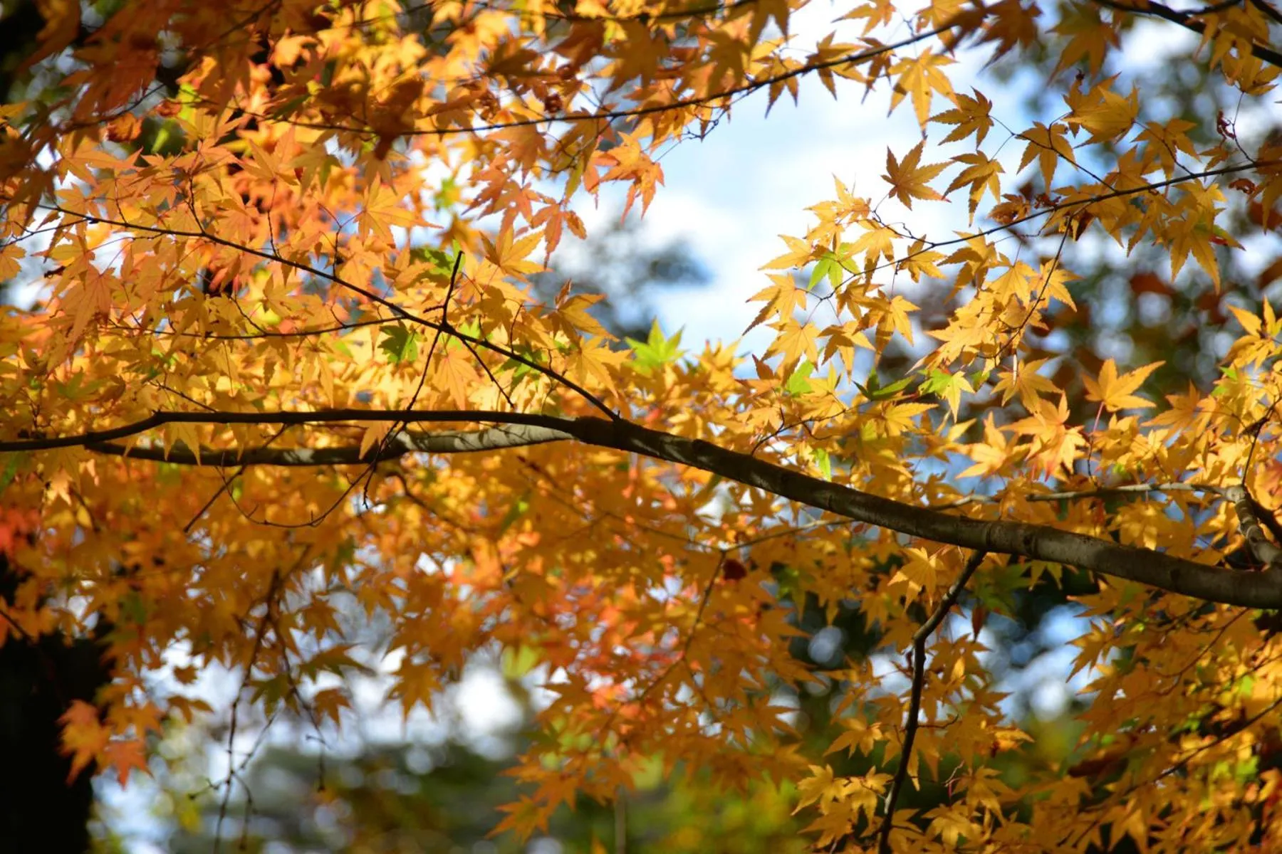 Natural landscape in Kyousen