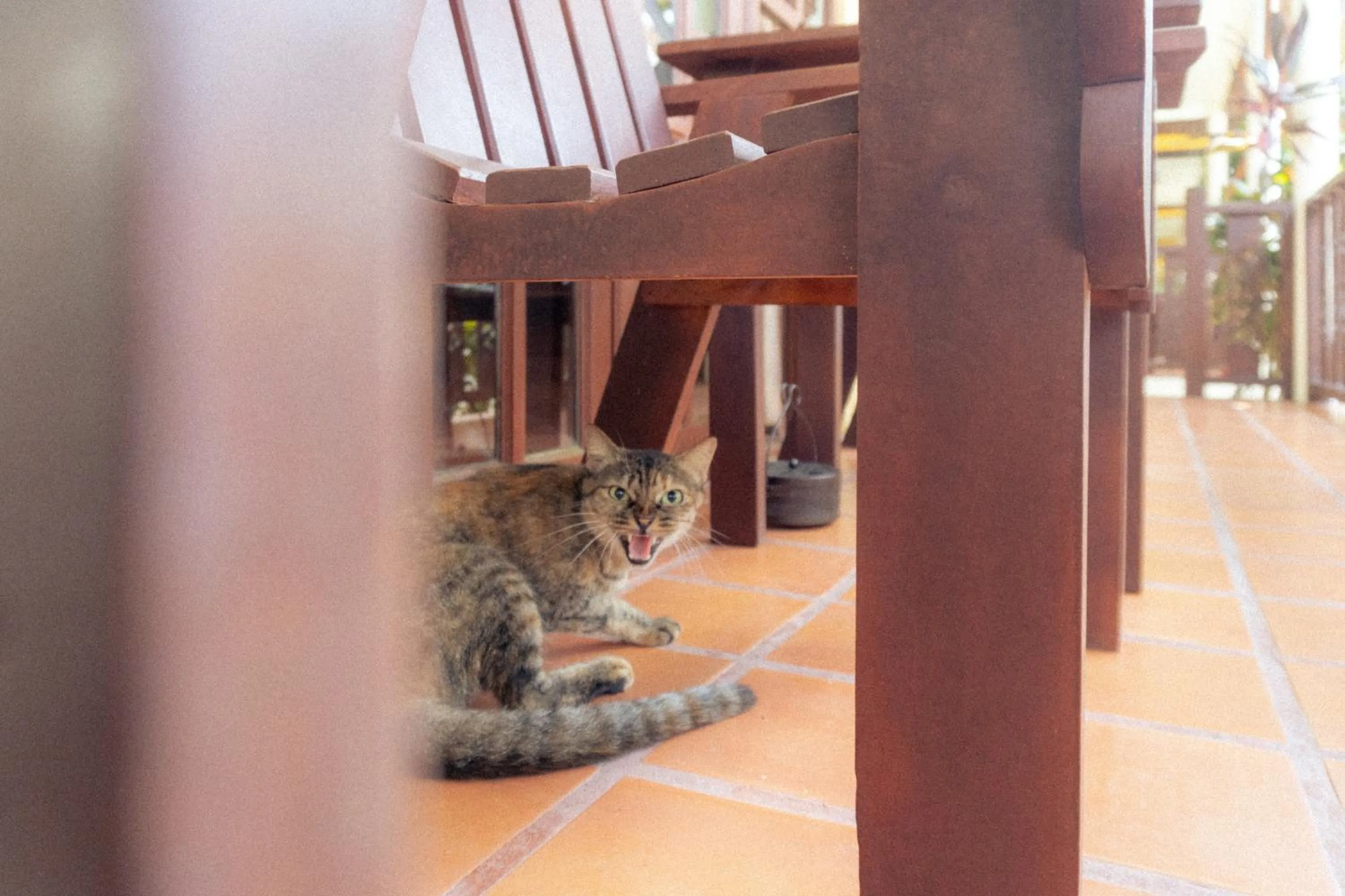 Pets in Bangtao Village Resort - SHA