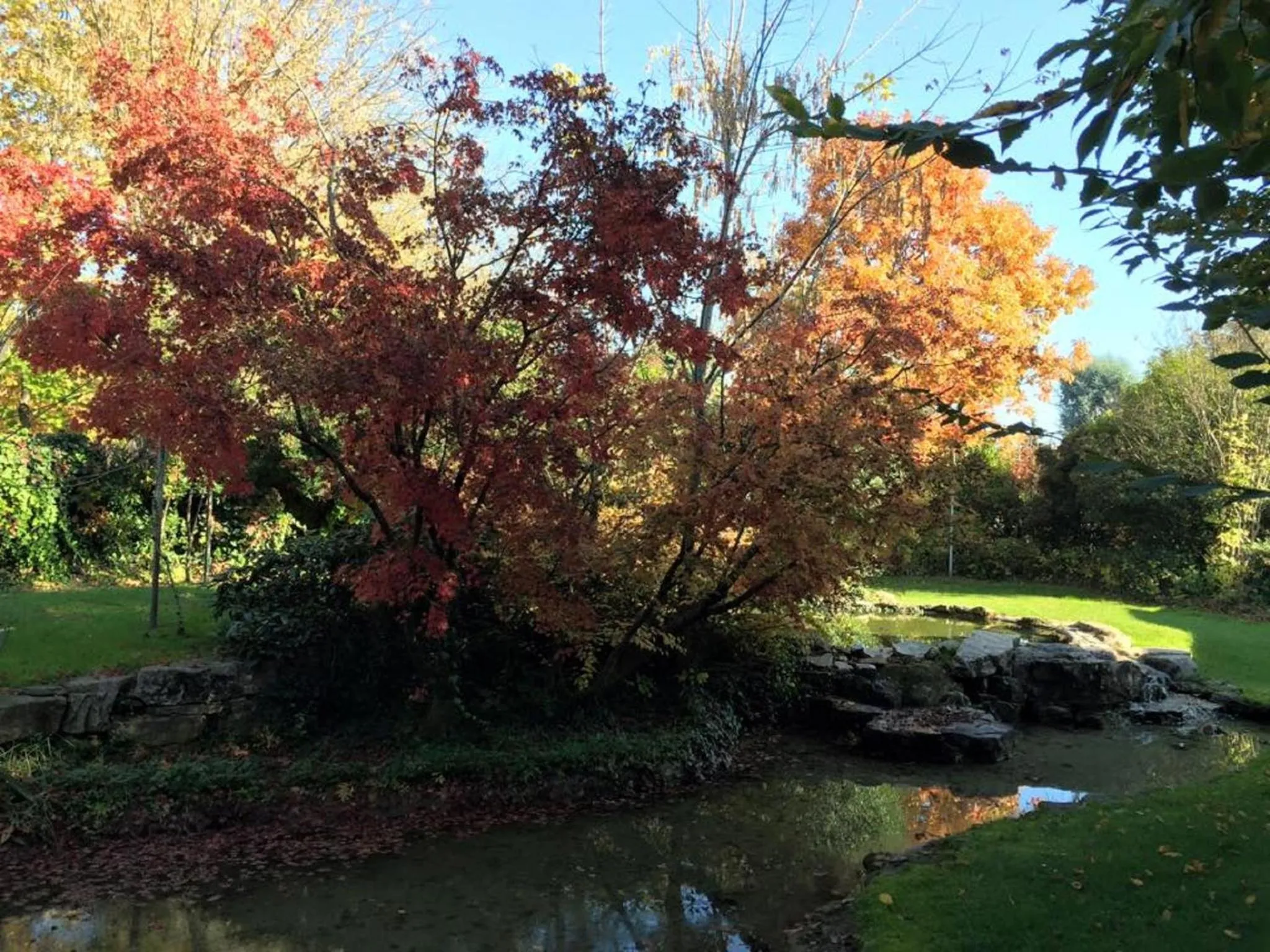 Garden in Il Leone D'Oro