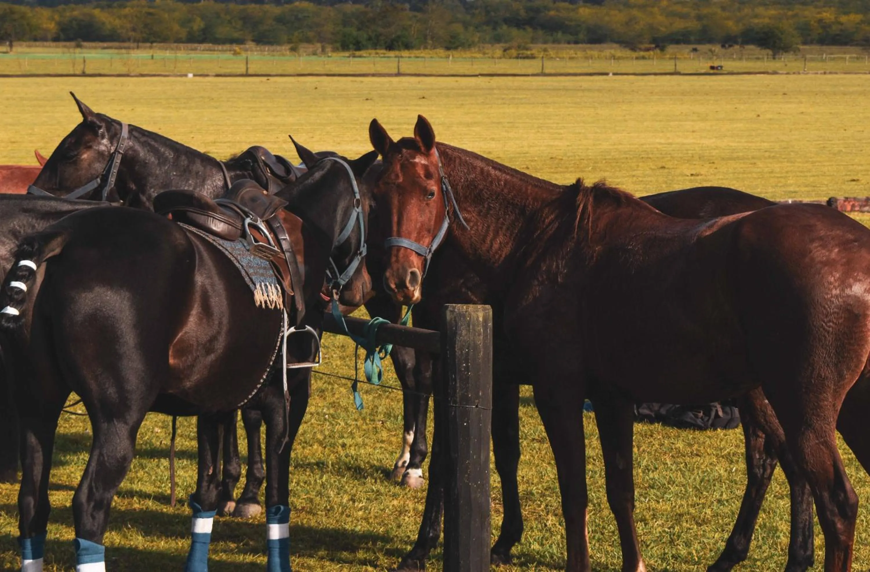 Activities in Wyndham Garden Luján