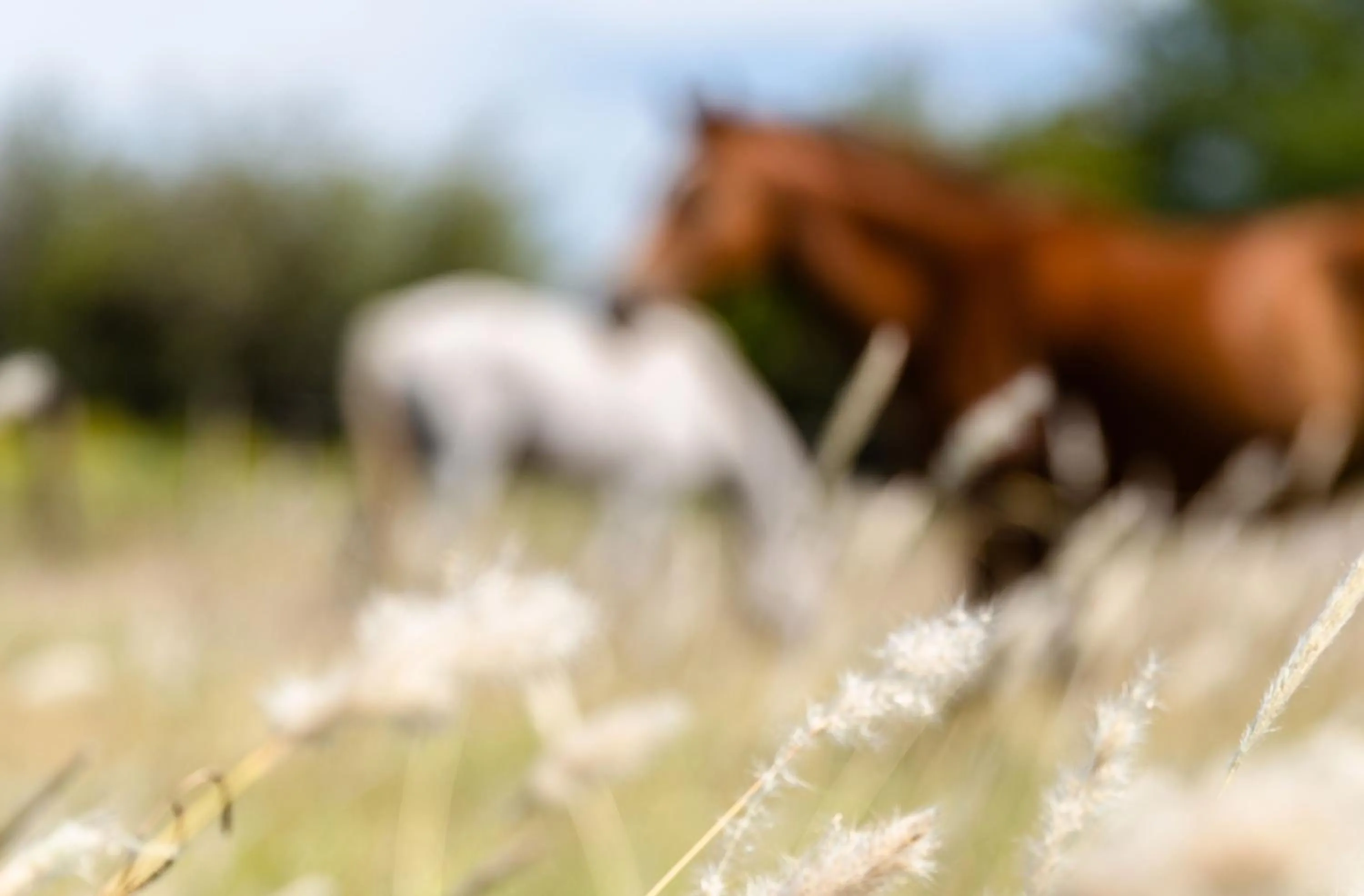 Activities in Wyndham Garden Luján