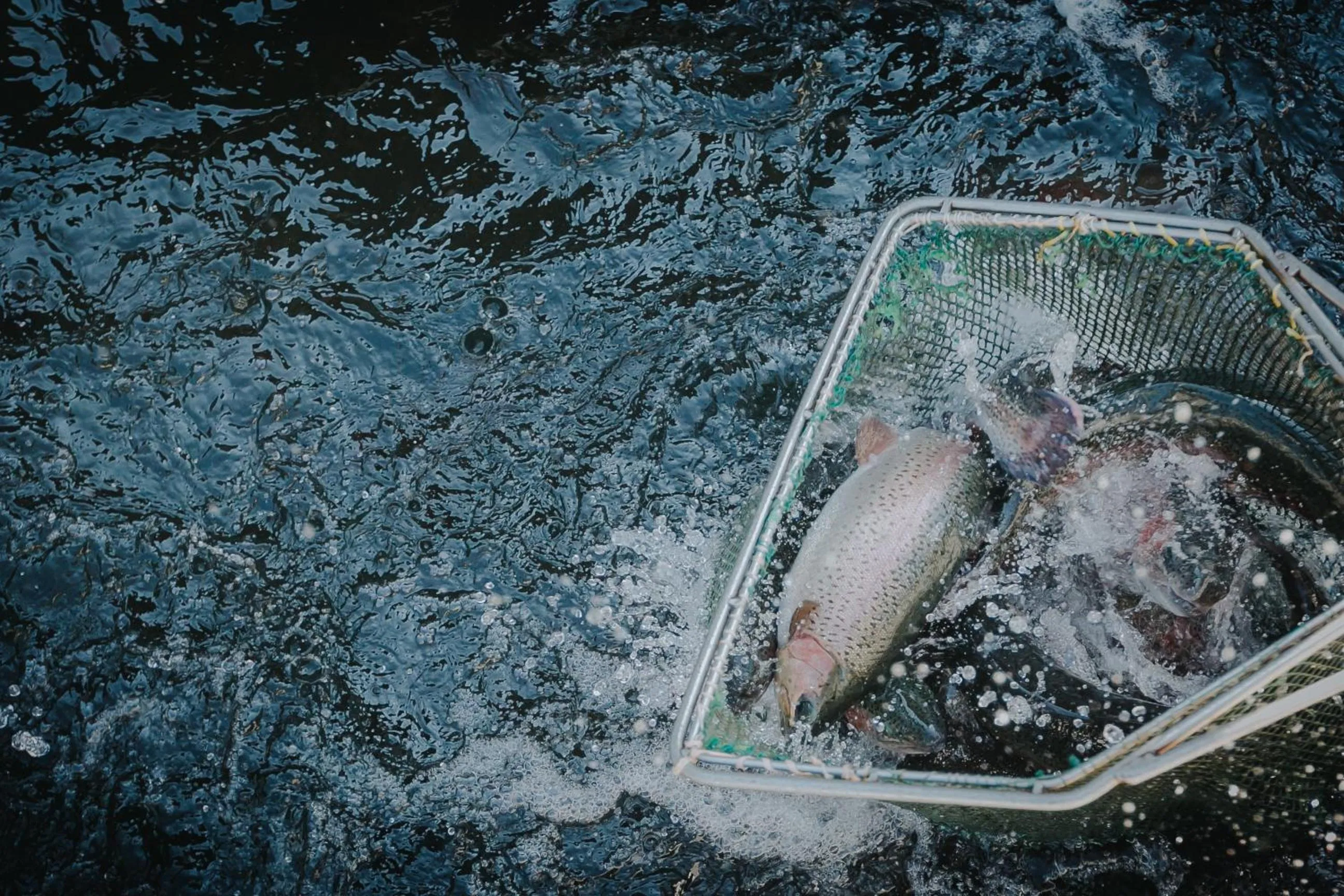 Lostrita - Pastravarie, Hotel & SPA