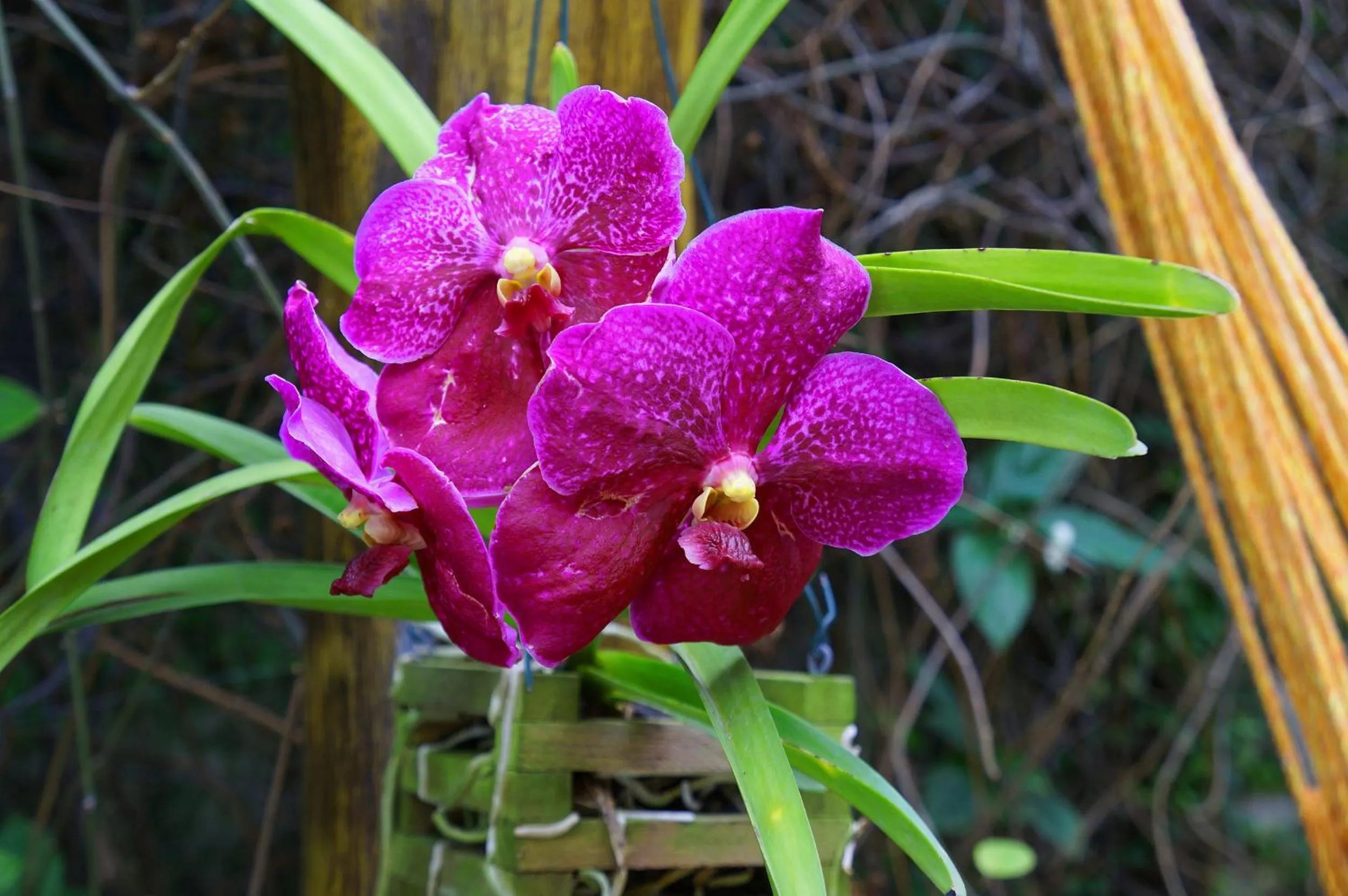 Garden in Pousada Baobá e SPA