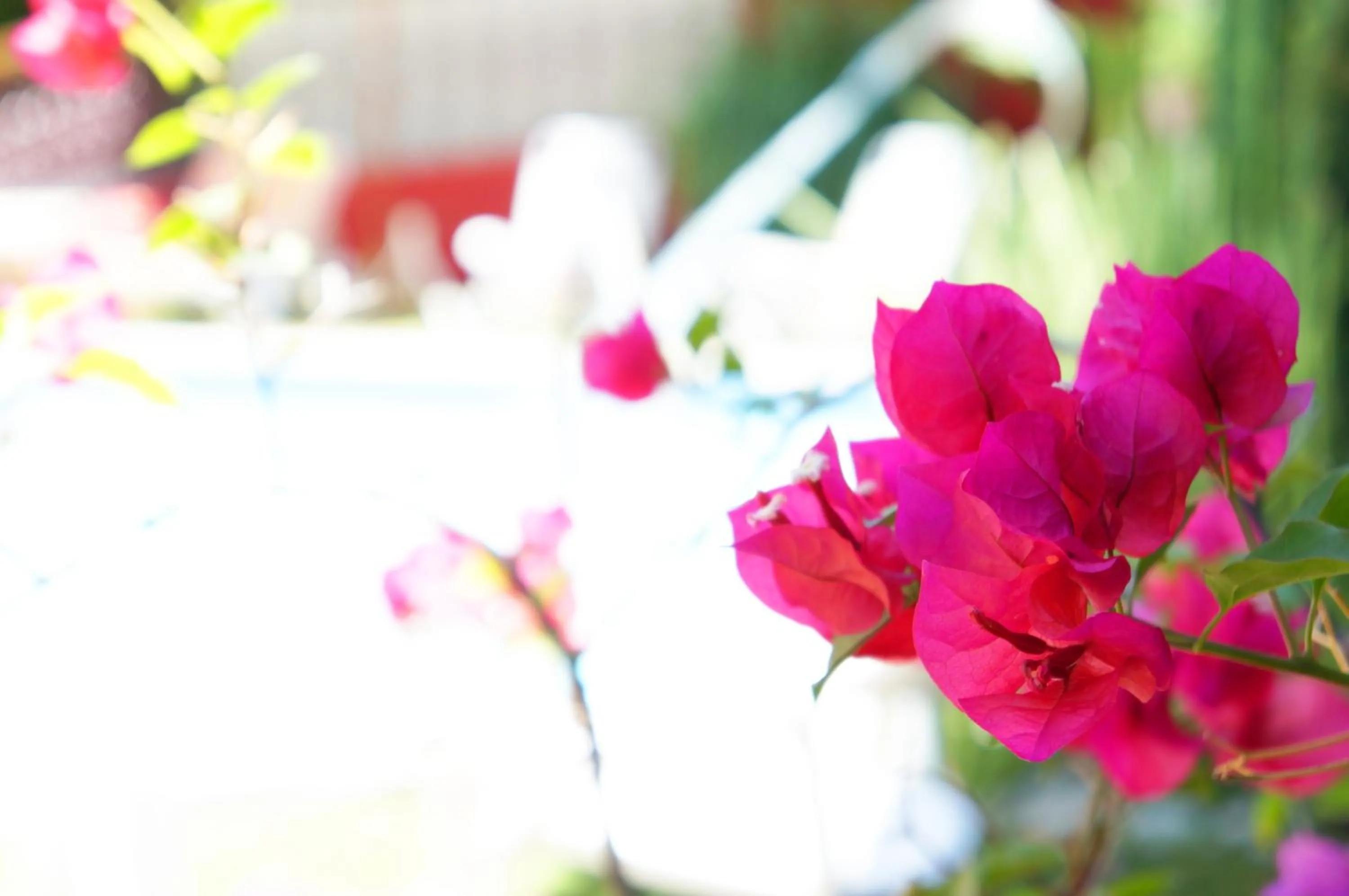 Garden in Pousada Baobá e SPA