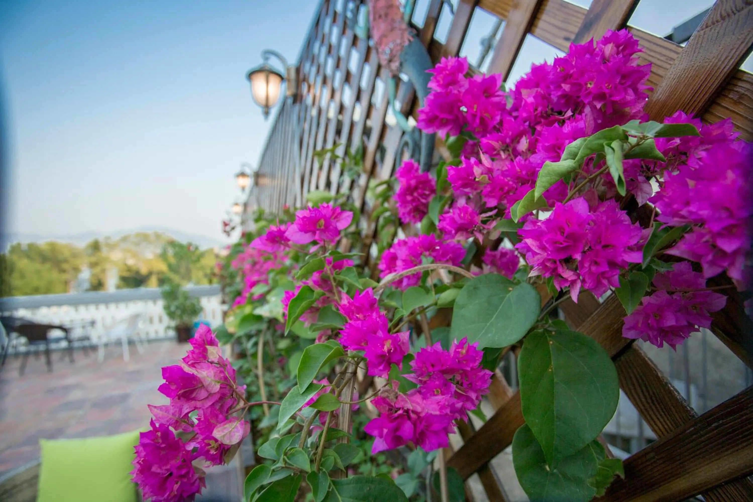 Garden in Mumian inn