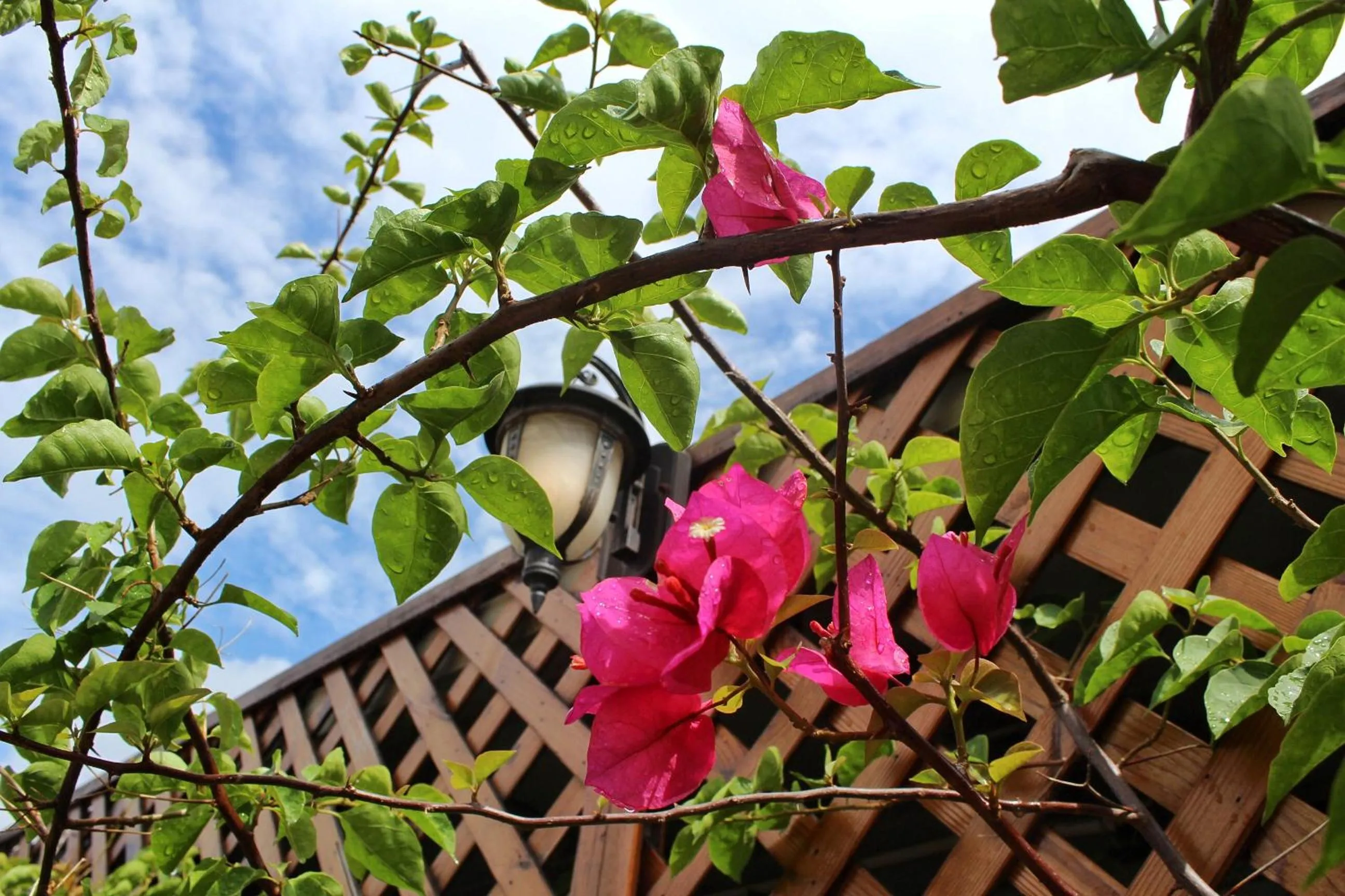 Garden in Mumian inn