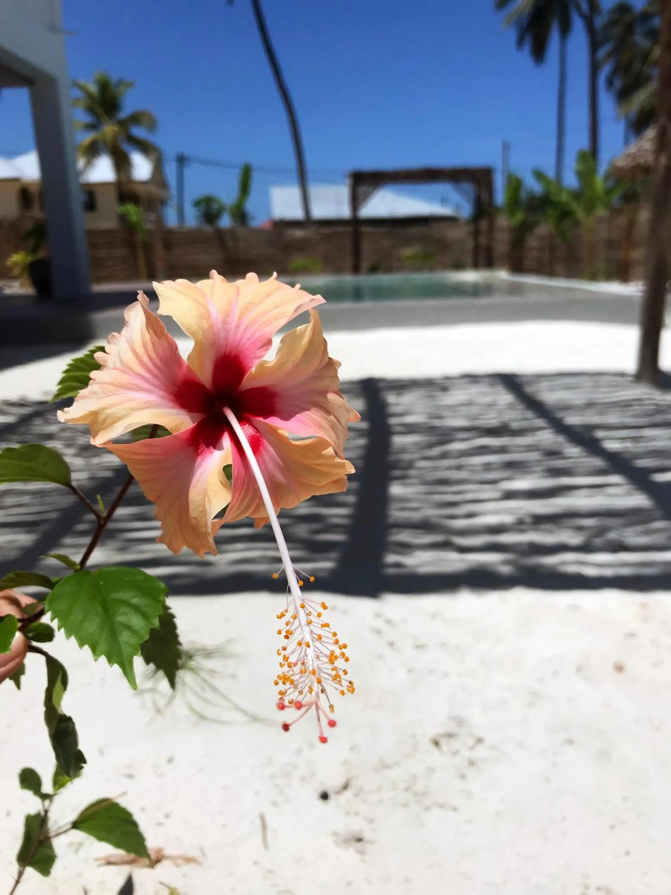 Garden in Villa Huruma