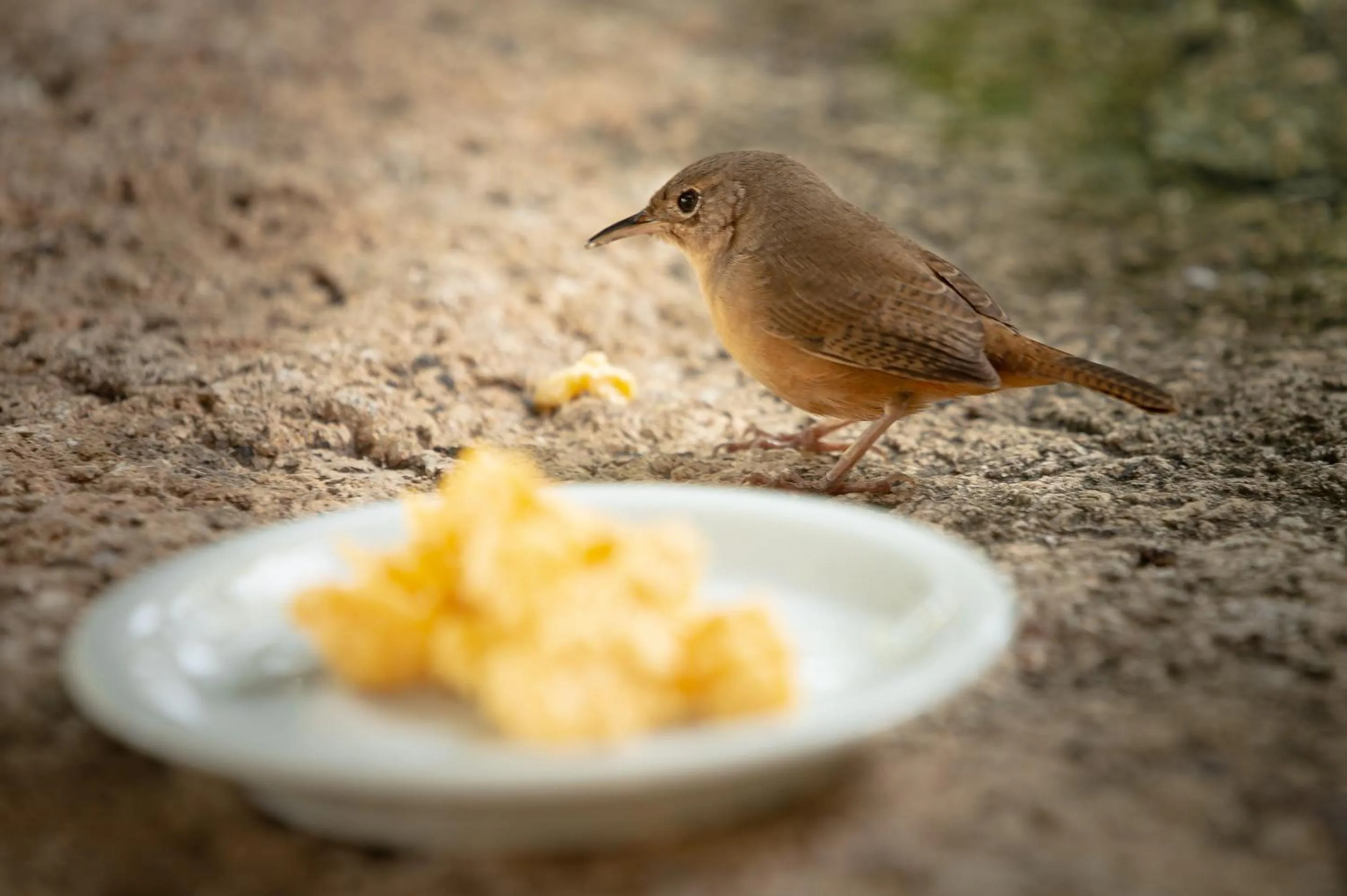 Natural landscape in Porto Pacuíba Hotel