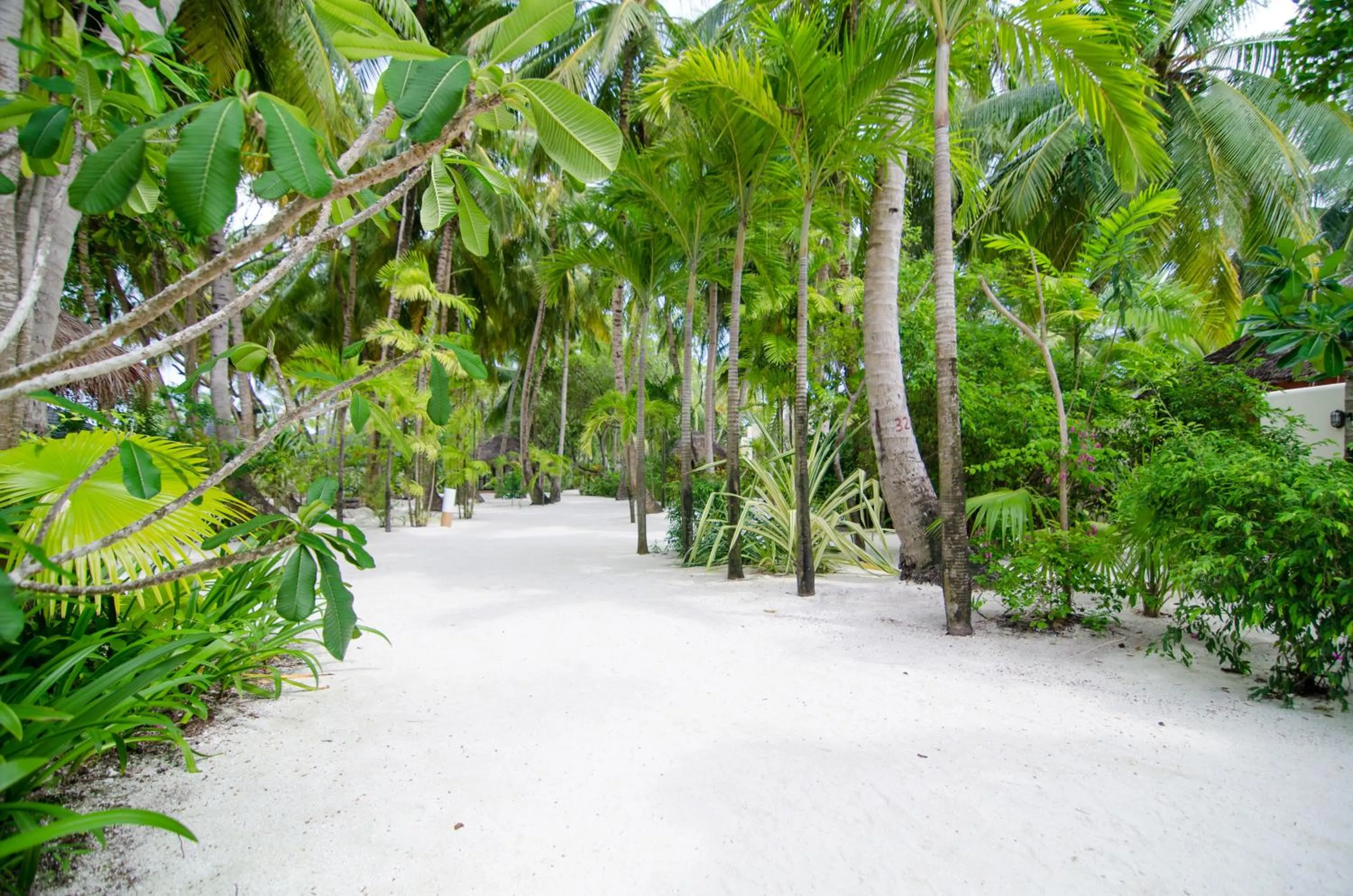 Natural landscape in Summer Island Maldives