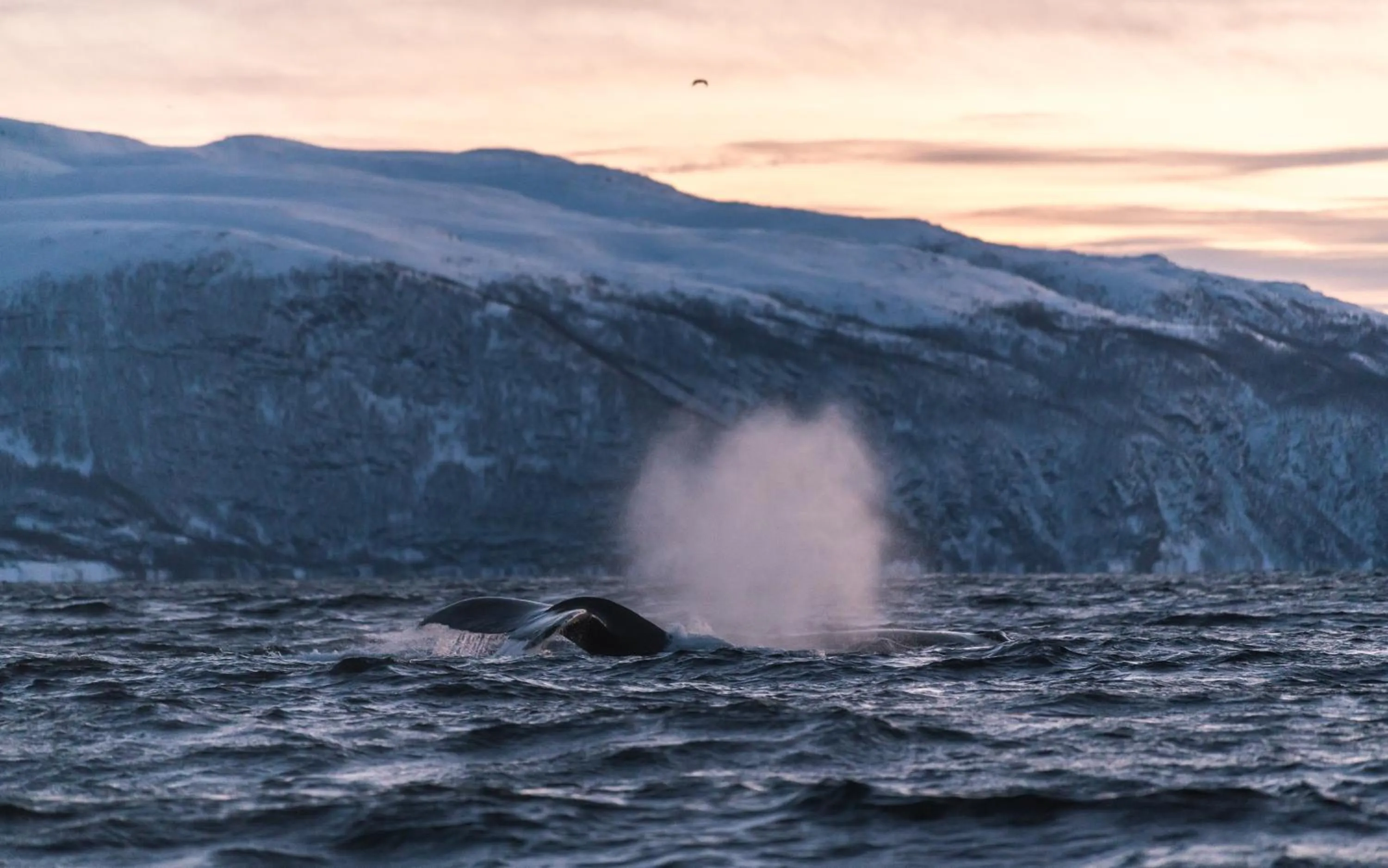 Activities in Reisafjord Hotel