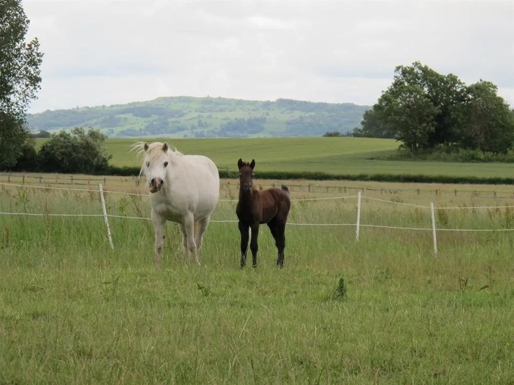 Other in Bluebell Farm