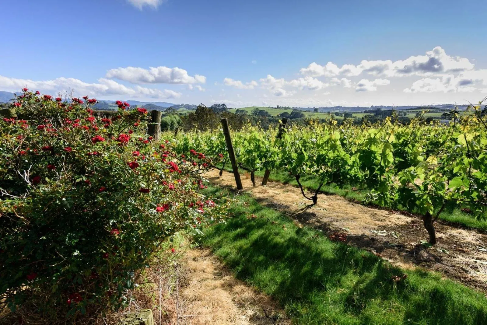Natural landscape in Plume Villas