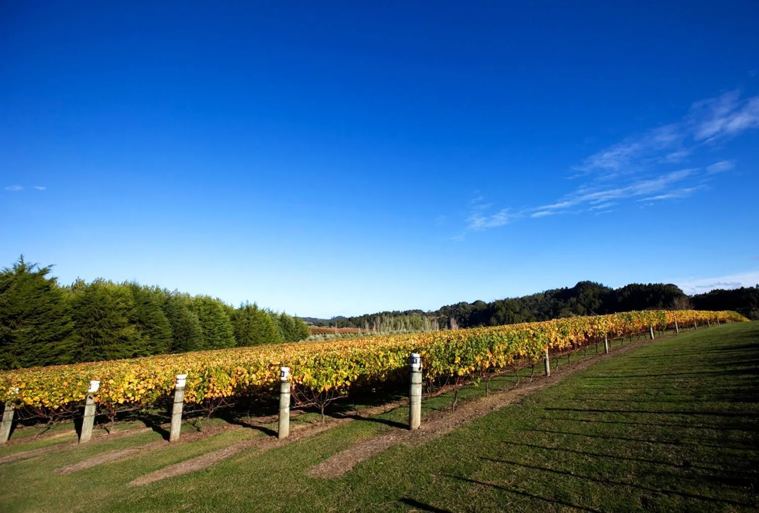 Restaurant/places to eat in Plume Villas