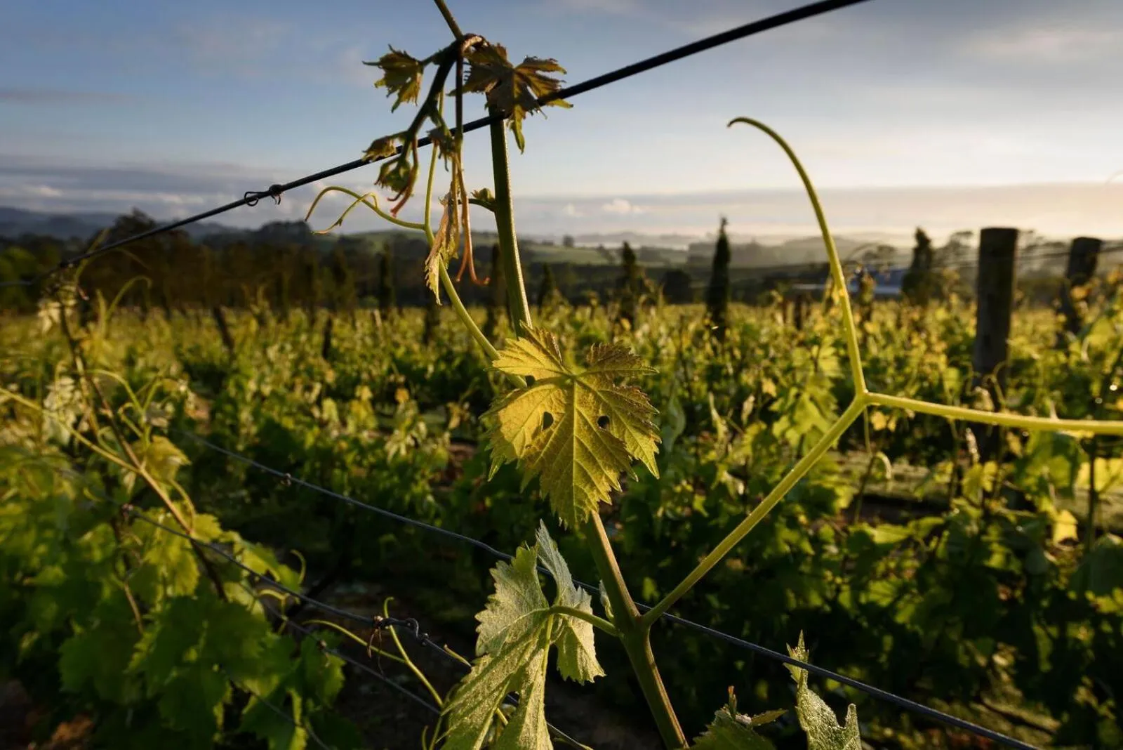 Natural landscape in Plume Villas