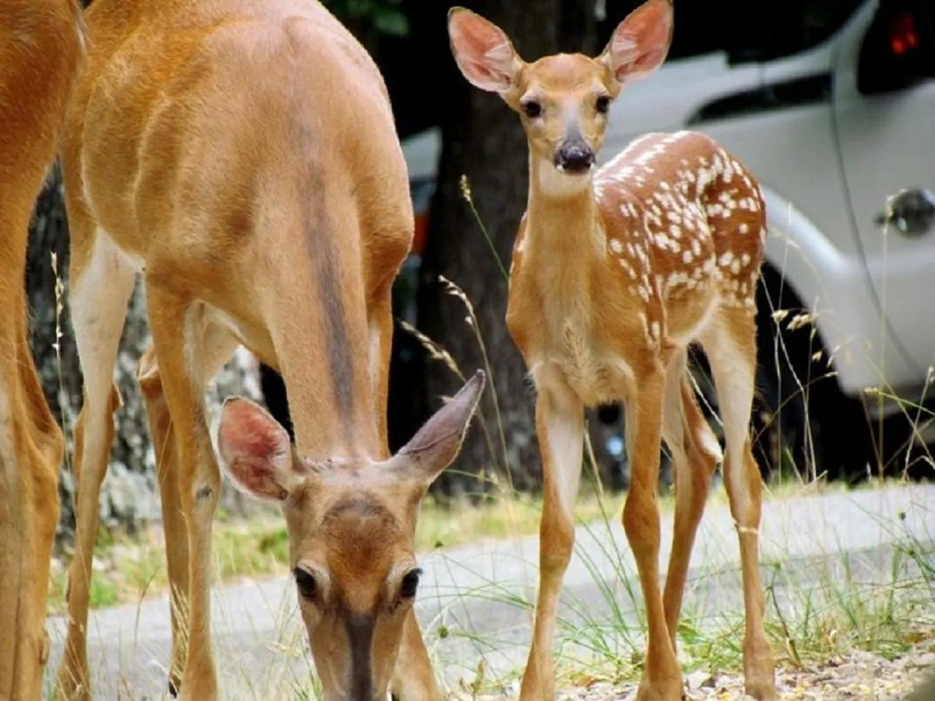 Animals in Beaver Lake Cottages