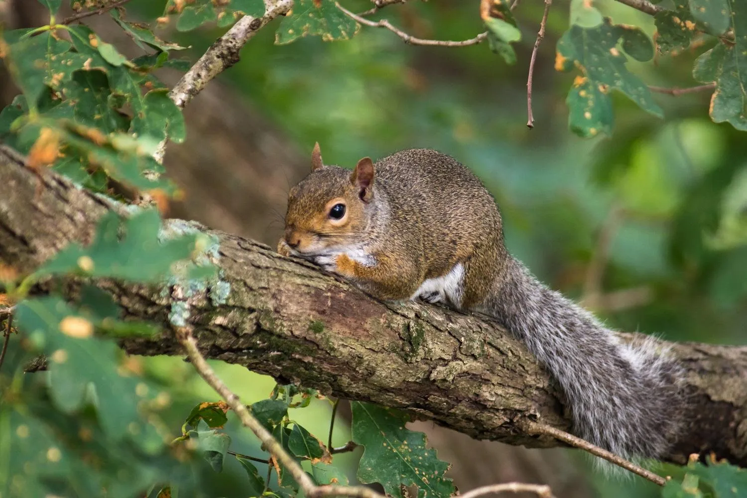 Animals in Beaver Lake Cottages