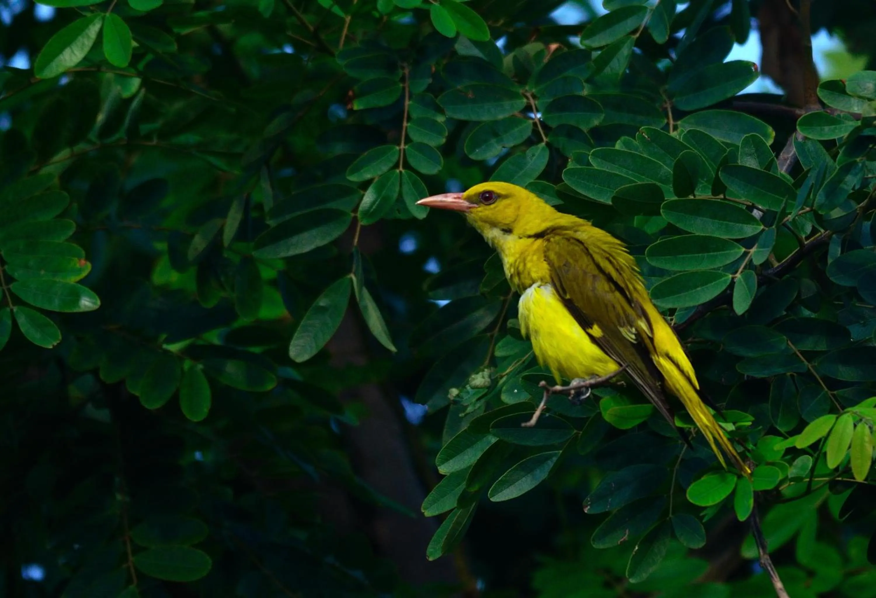 Animals in Nature Resort