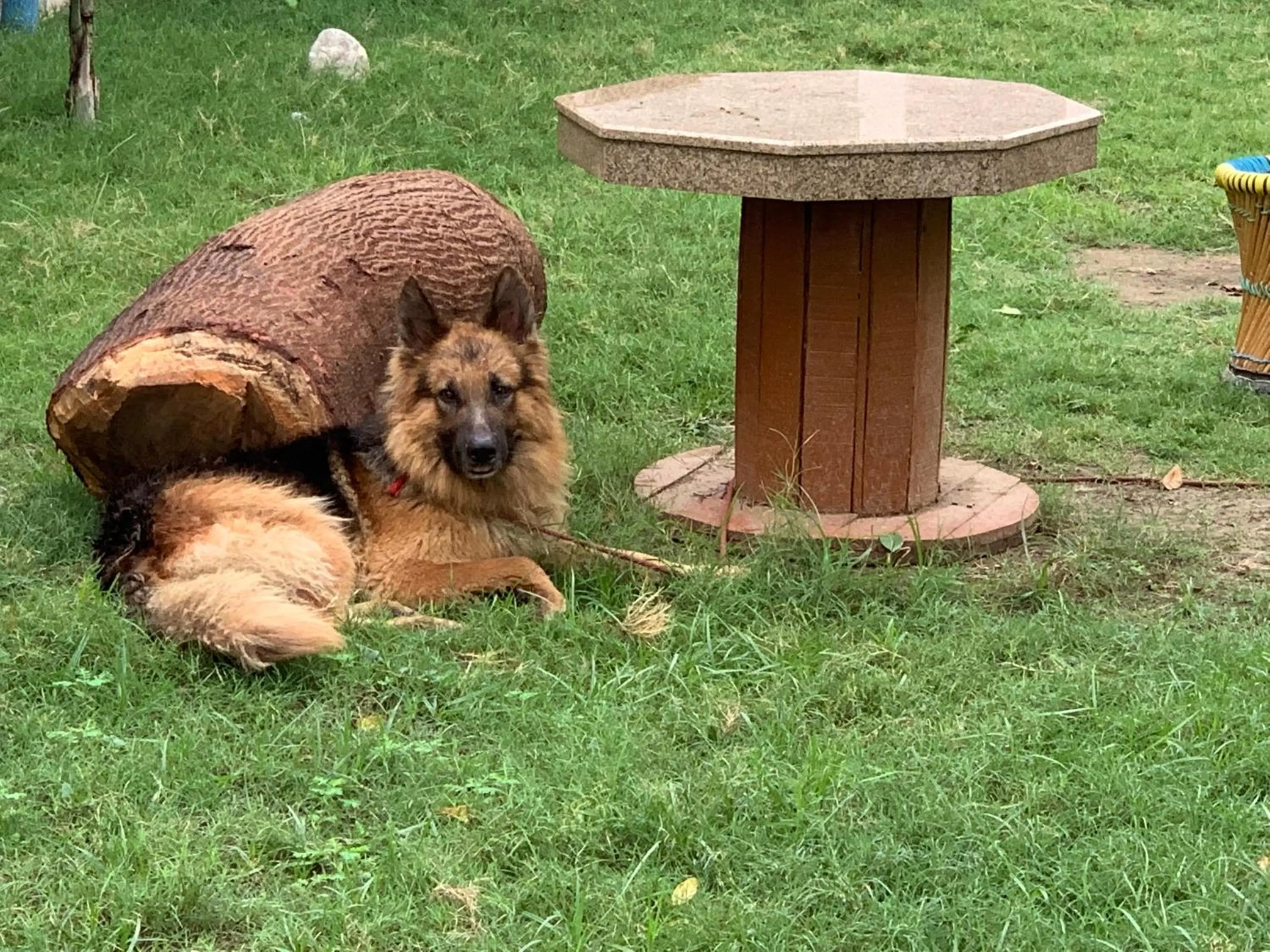 Pets in Nature Resort