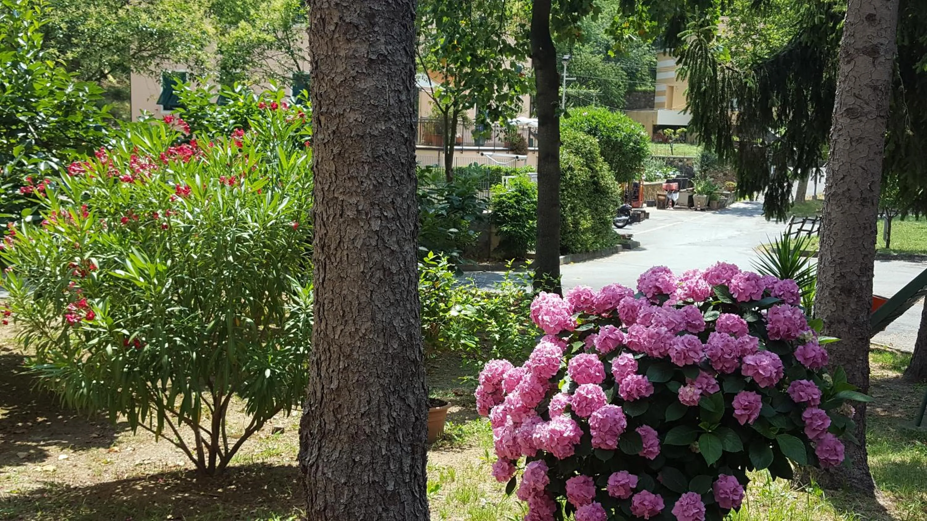 Garden in Hotel La Pineta