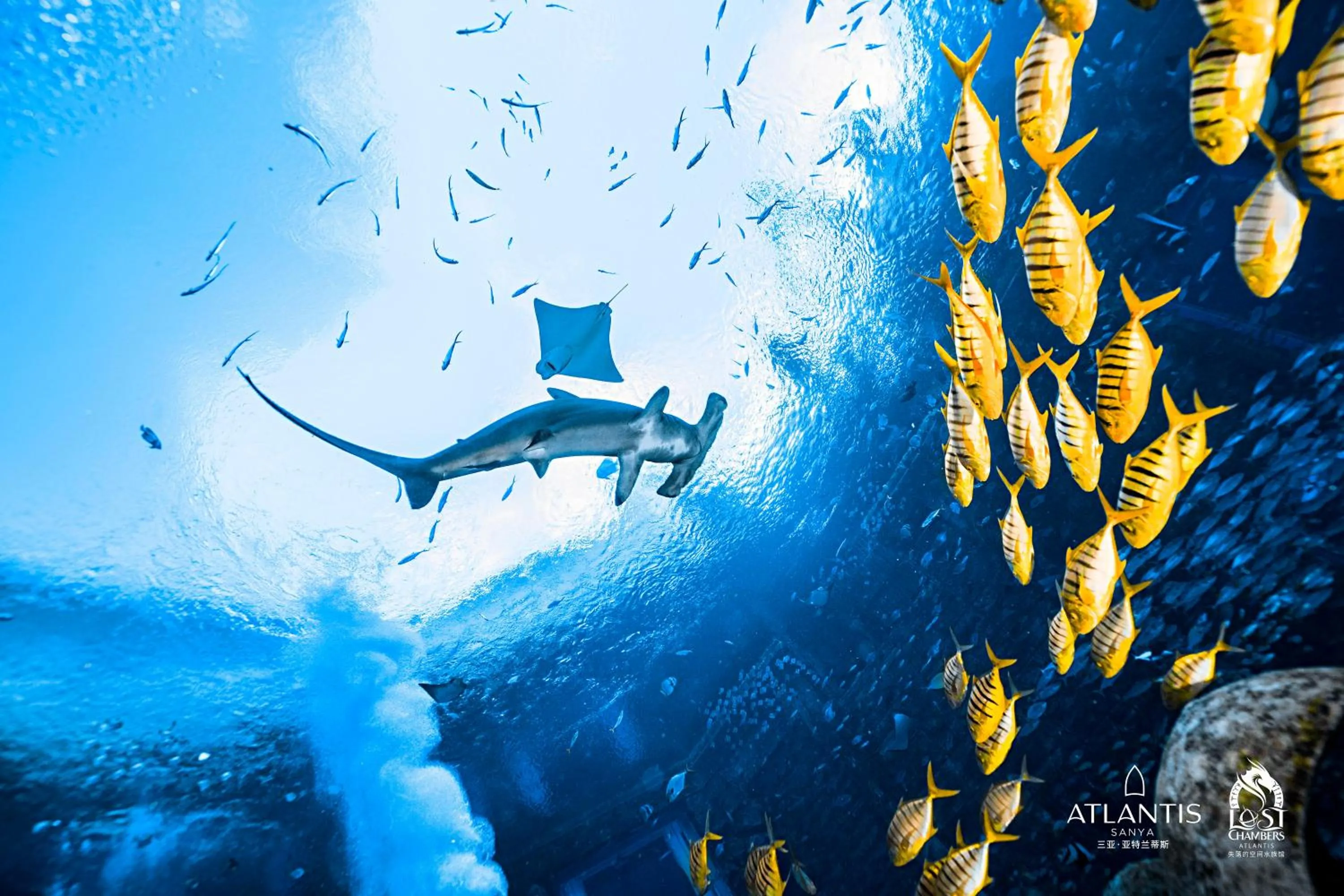 Diving in Atlantis Sanya