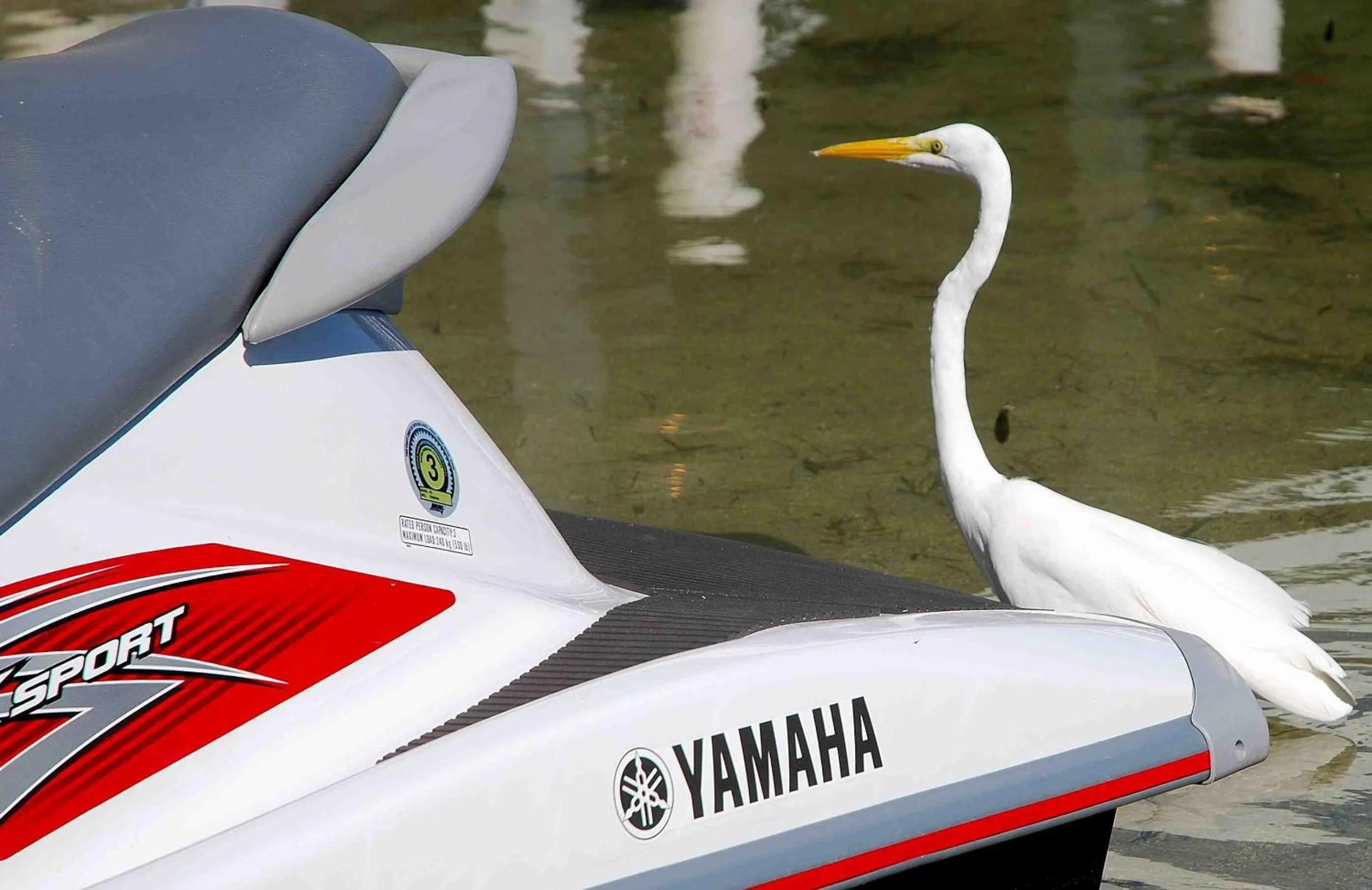 Animals in Ibis Bay Resort