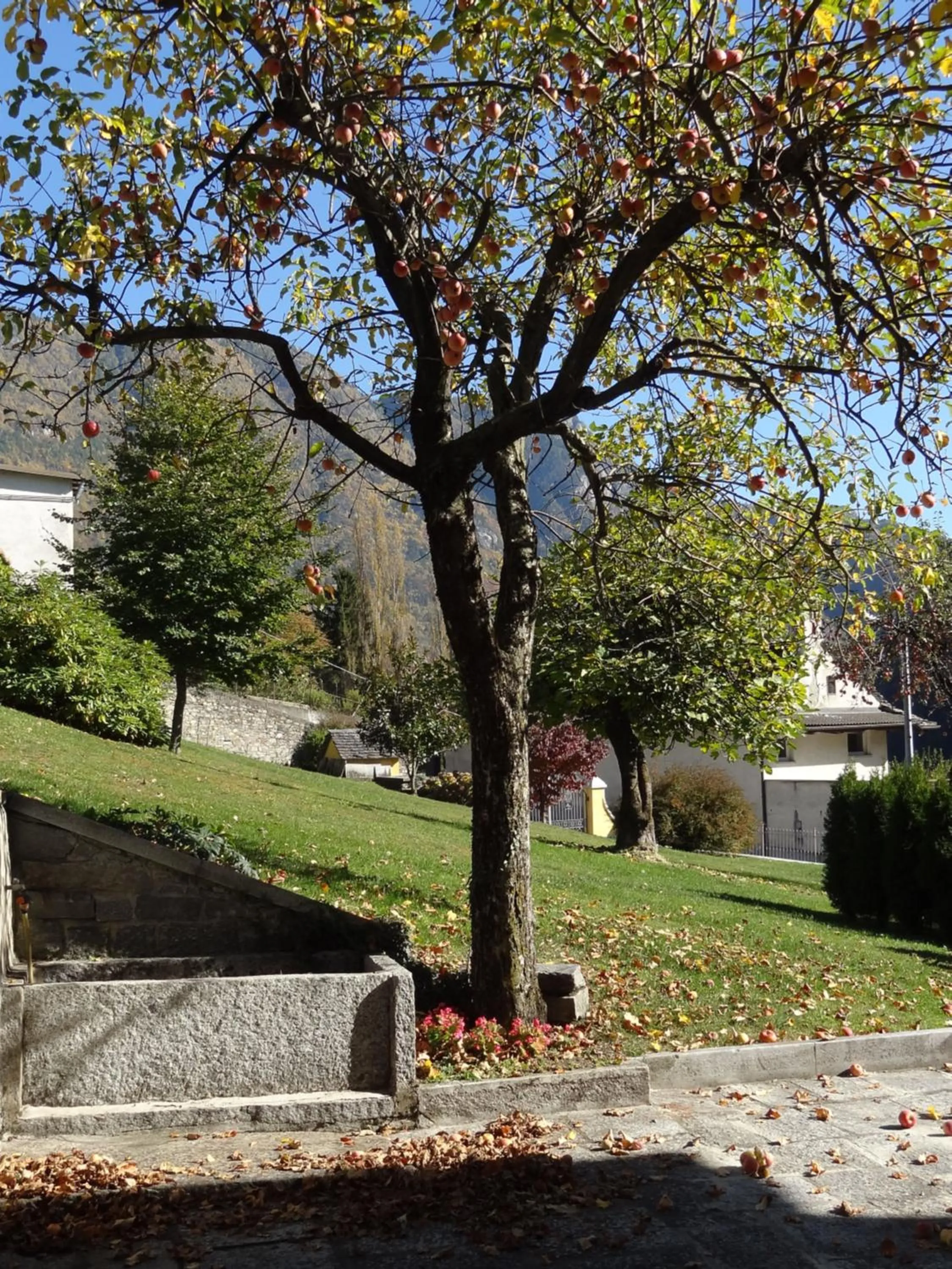 Garden view in B&B DELL'ANTICA OSTERIA -Varzo