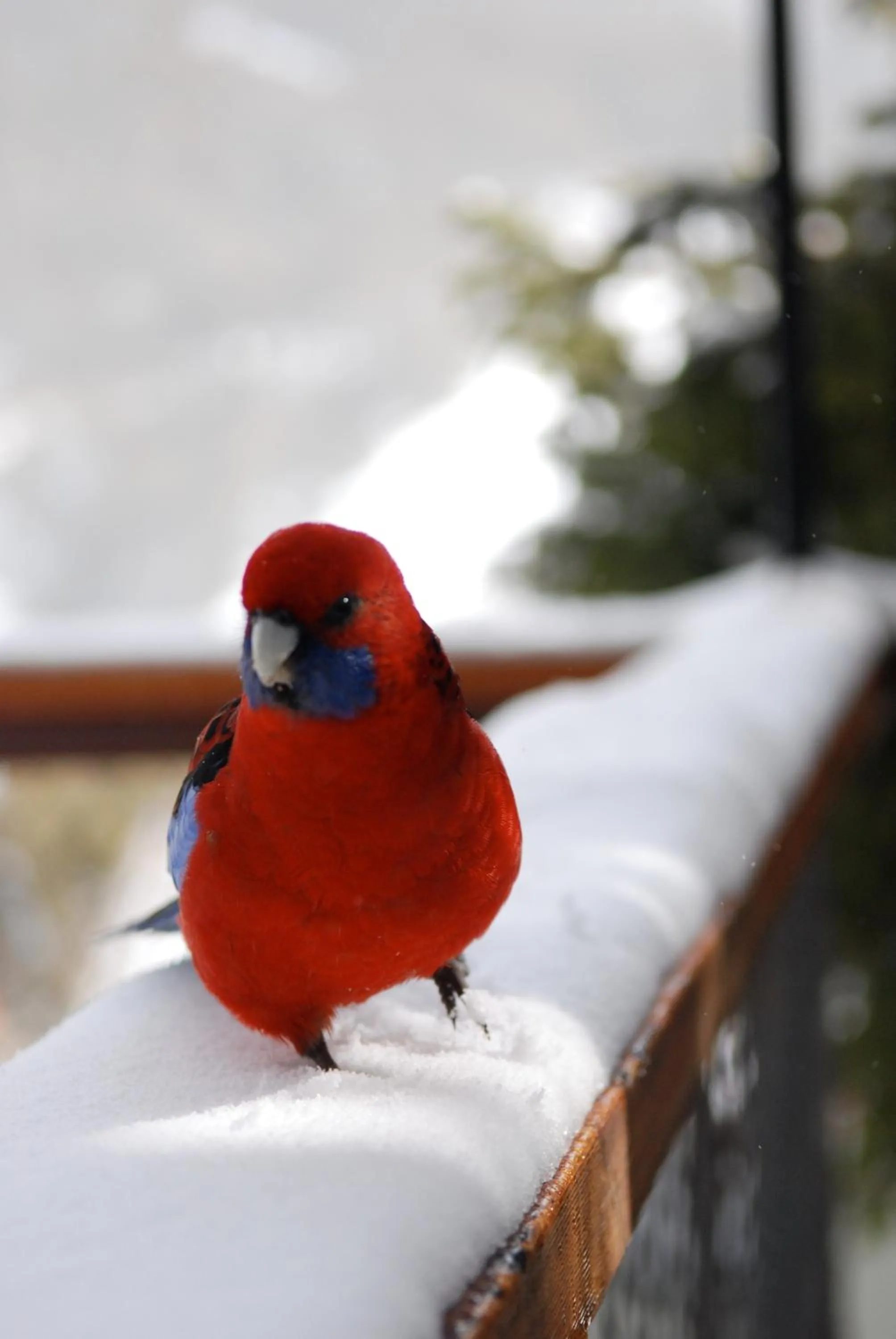 Winter in Candlelight Lodge