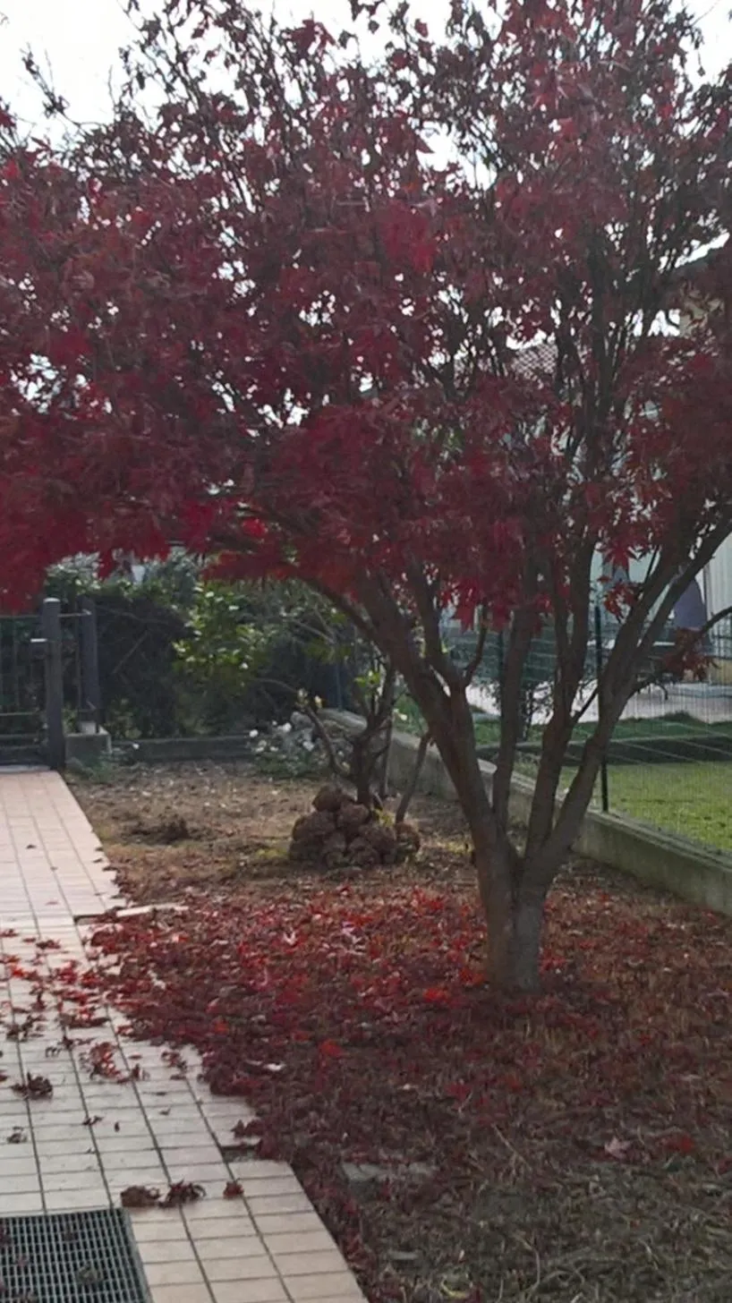 Garden in ACERO ROSSO B&B in Franciacorta