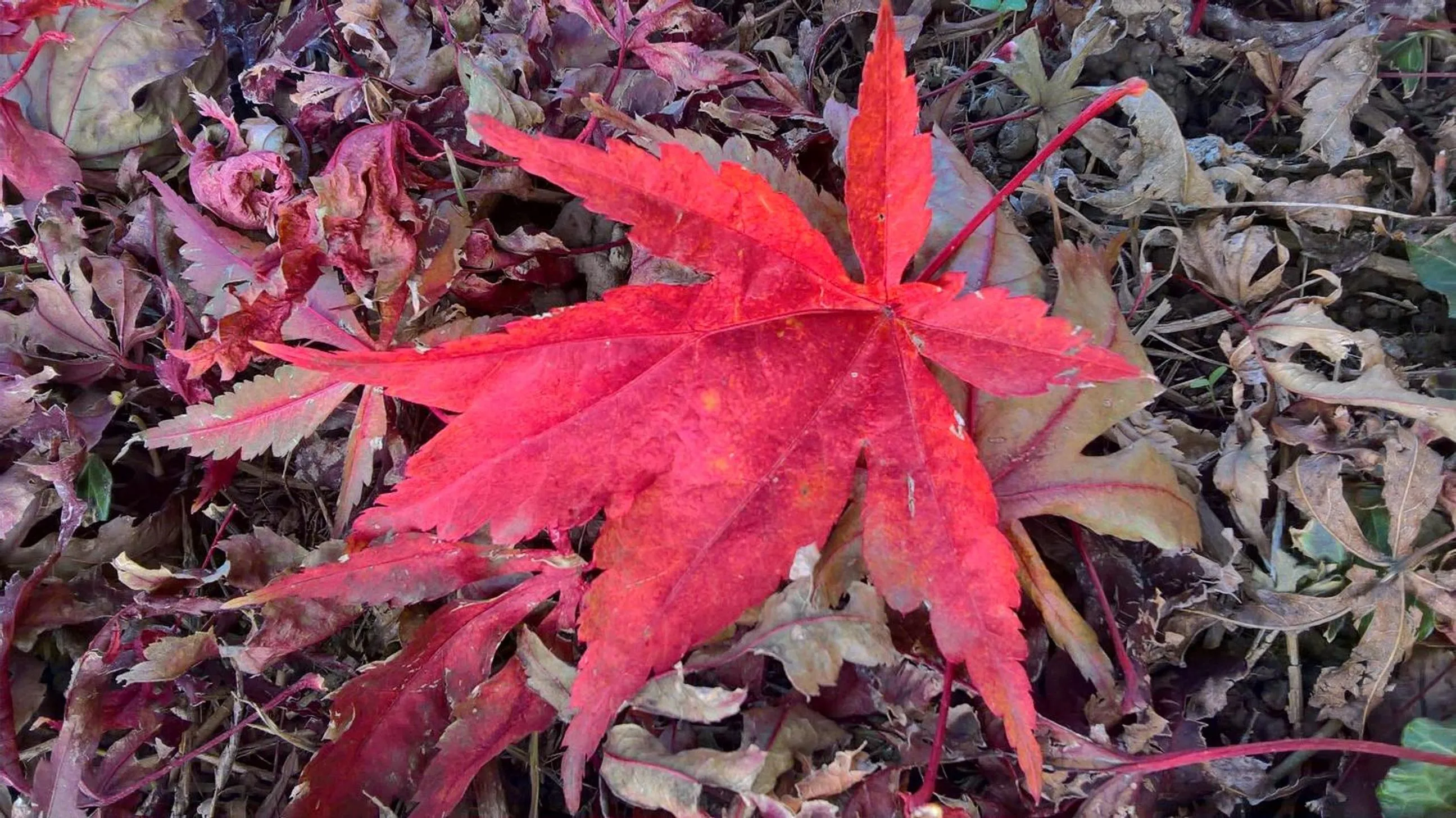 Decorative detail in ACERO ROSSO B&B in Franciacorta