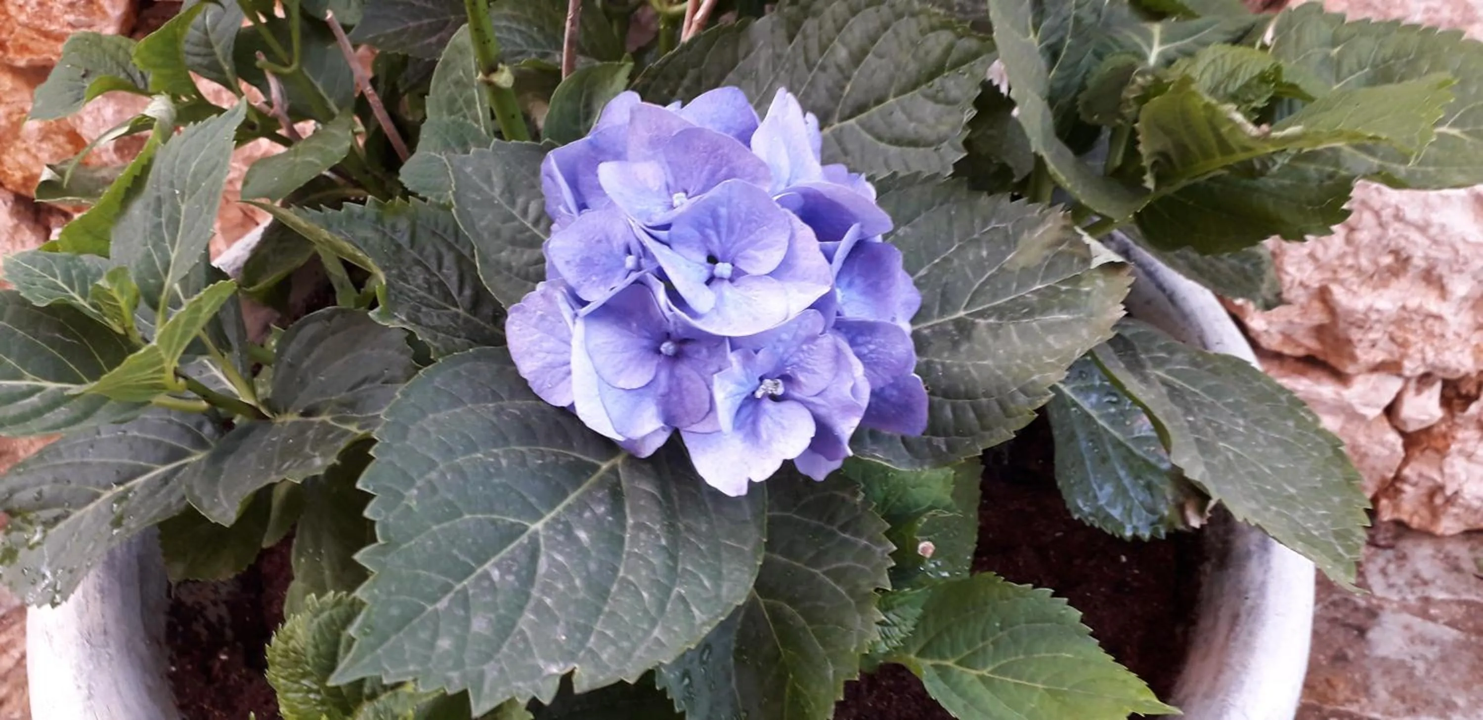 Garden in Alexander Apartments
