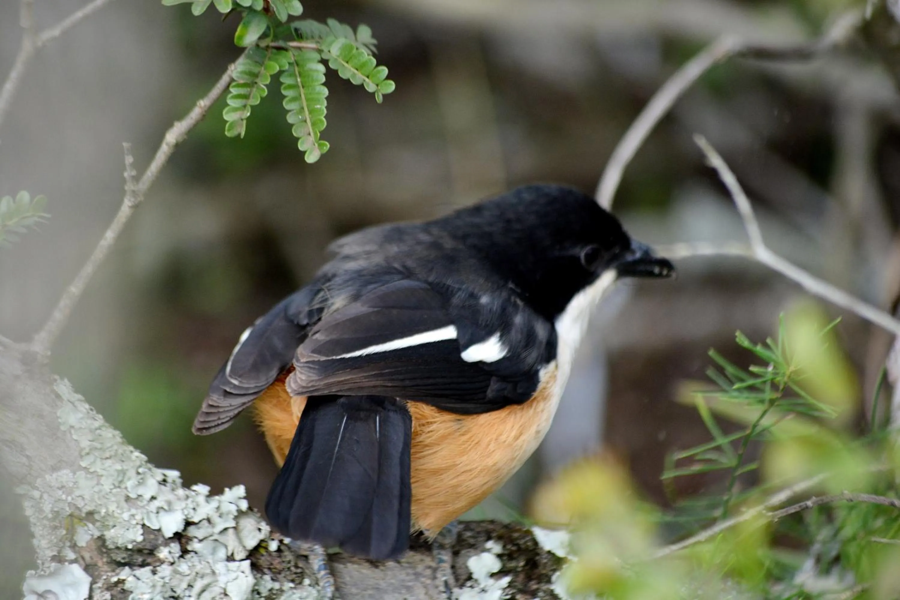 Animals in Addo Dung Beetle Guest Farm