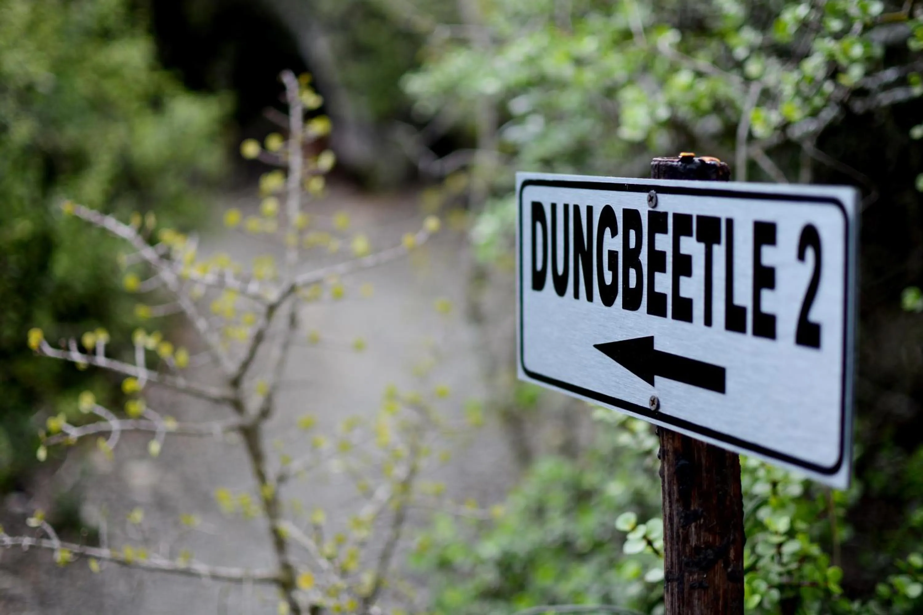 Decorative detail in Addo Dung Beetle Guest Farm