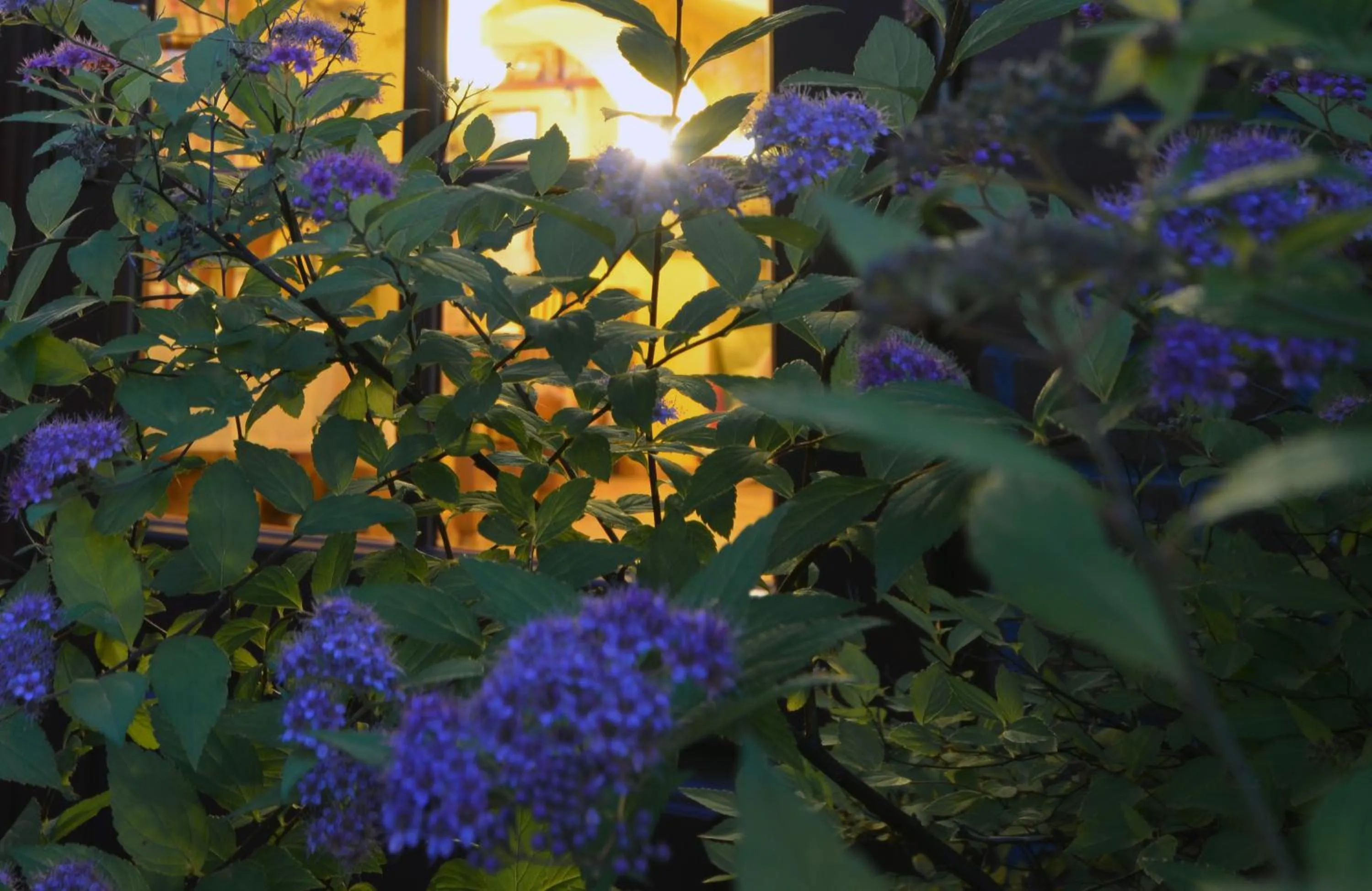 Restaurant/places to eat in Hotel Magnes