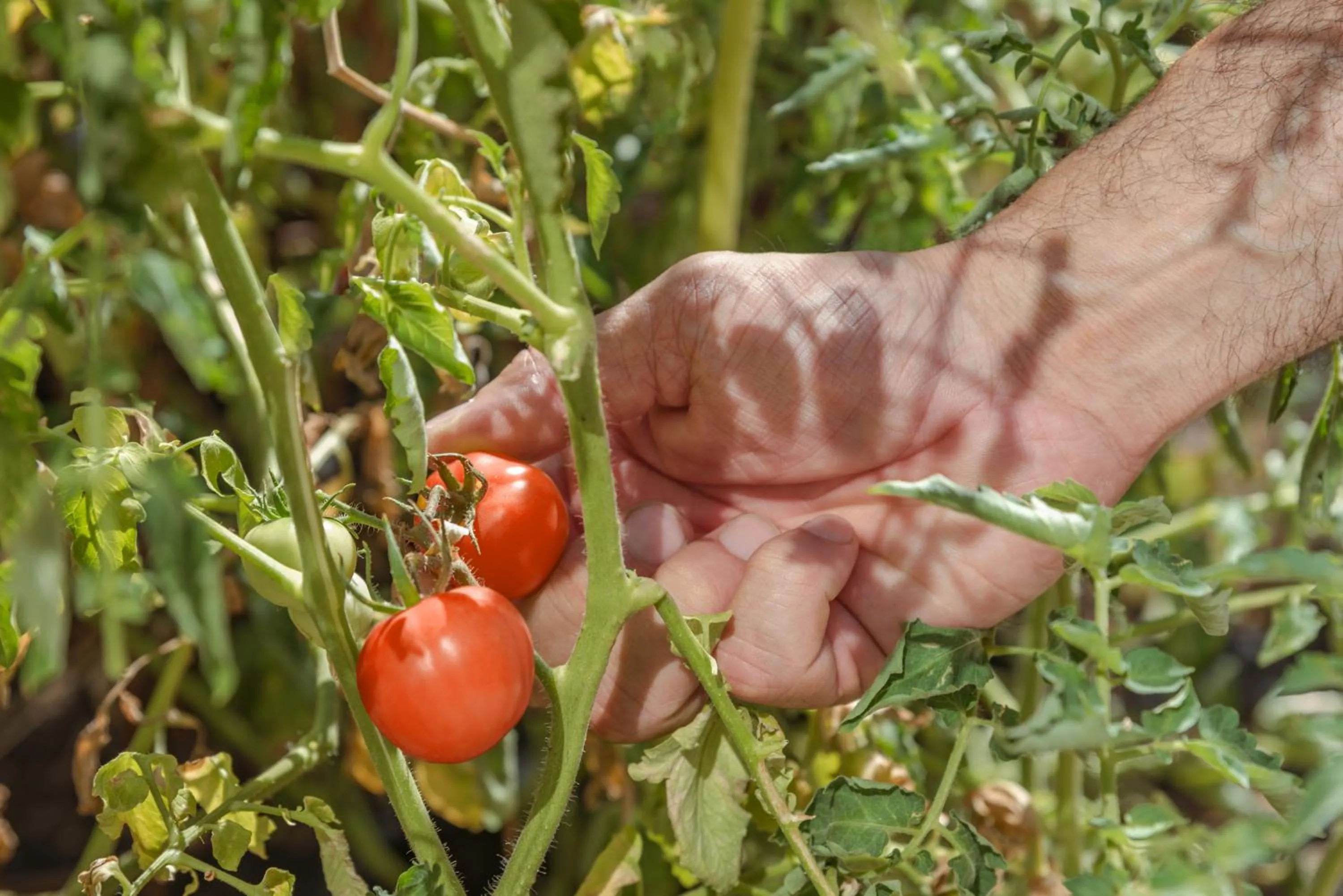 Restaurant/places to eat in Lennox Buenos Aires