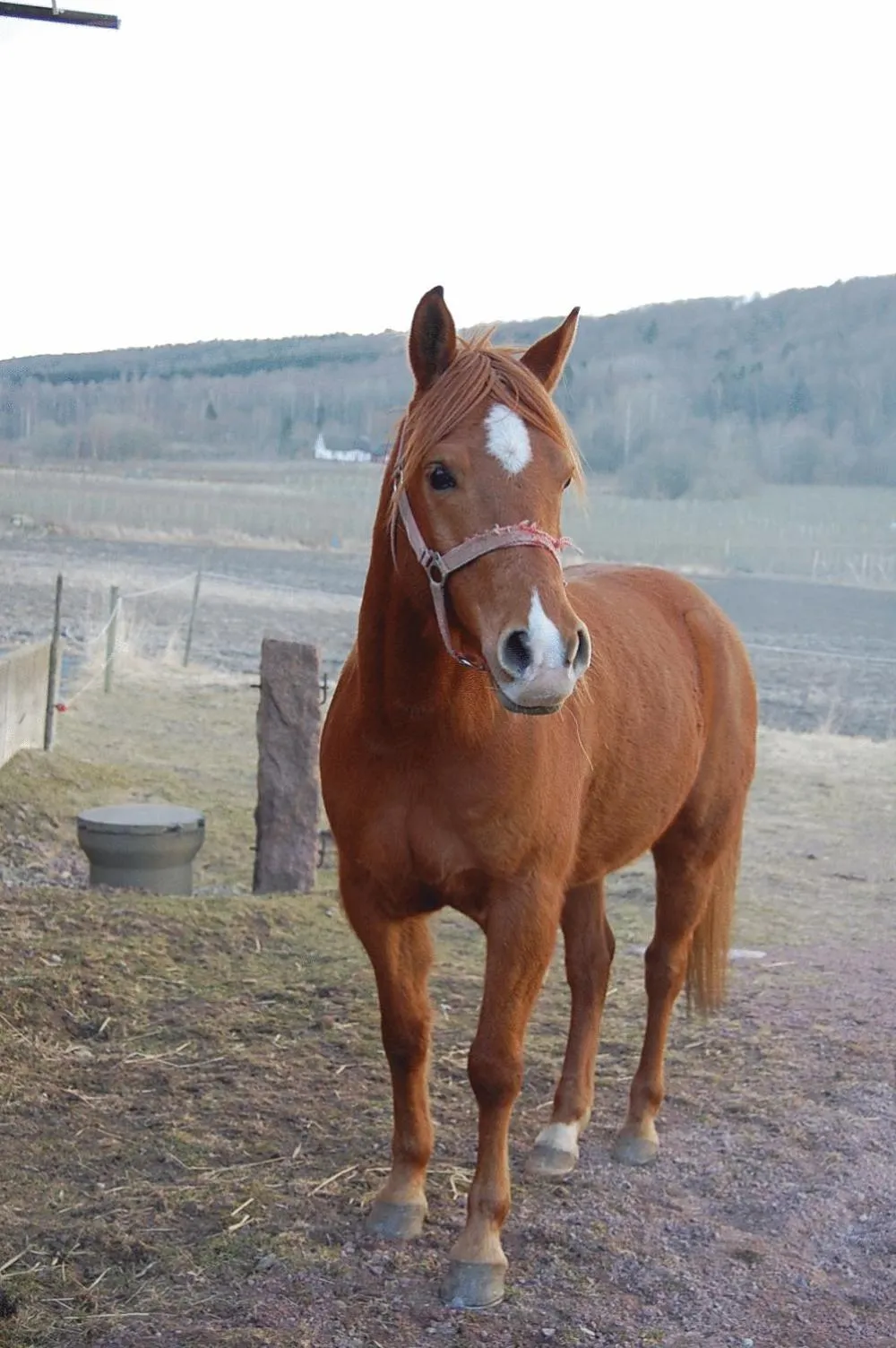 Animals in Vånga Hostel